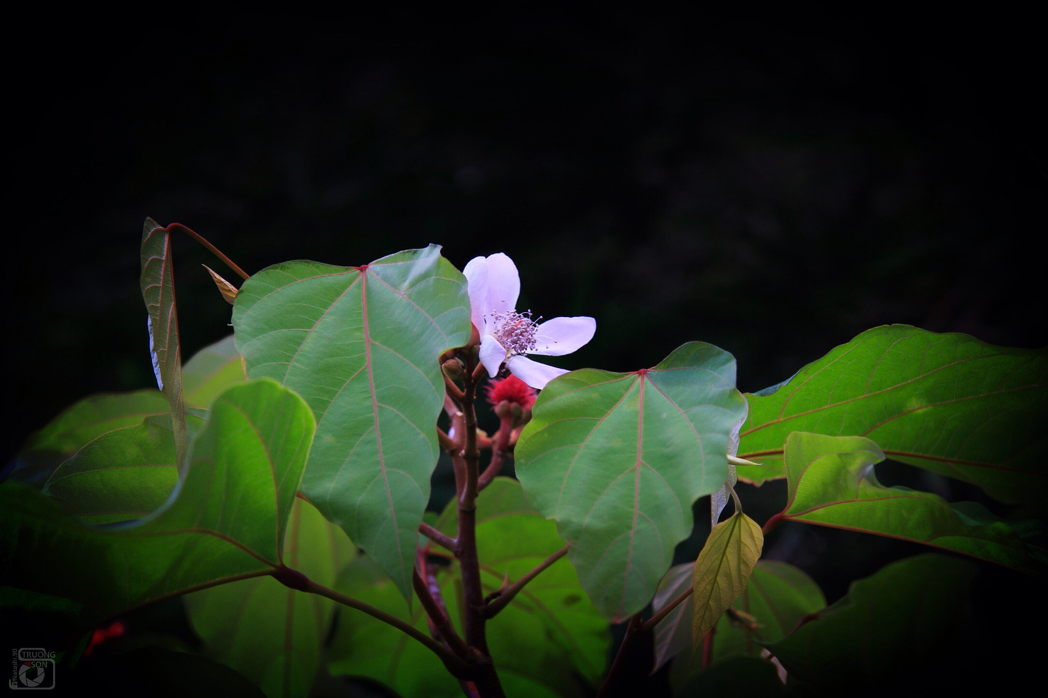 Canon EF-S 17-85mm F4-5.6 IS USM sample photo. Pink & green photography
