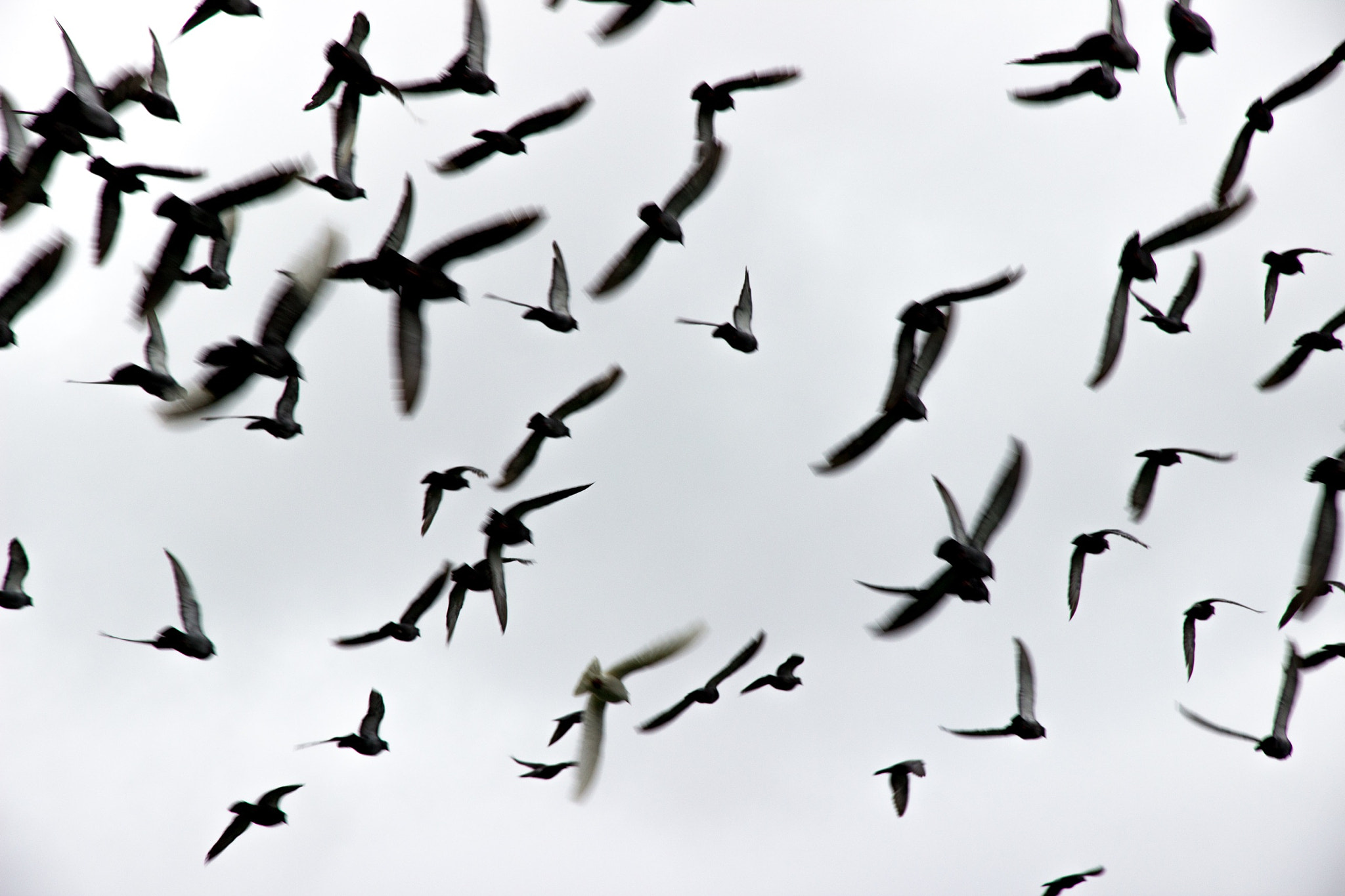 Canon EOS 600D (Rebel EOS T3i / EOS Kiss X5) sample photo. Flying birds photography
