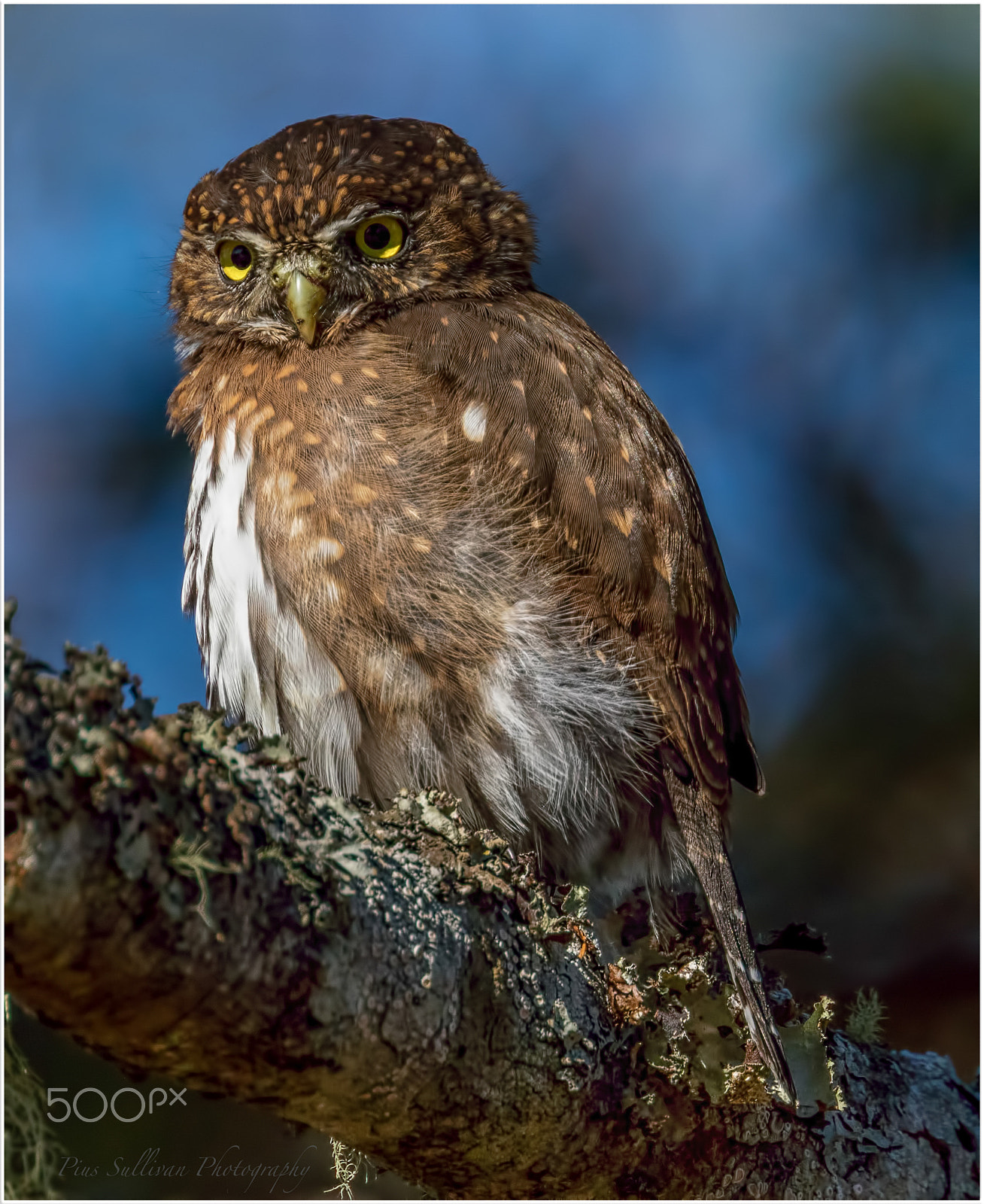Canon EF 400mm F4 DO IS II USM sample photo. Northern pygmy owl photography