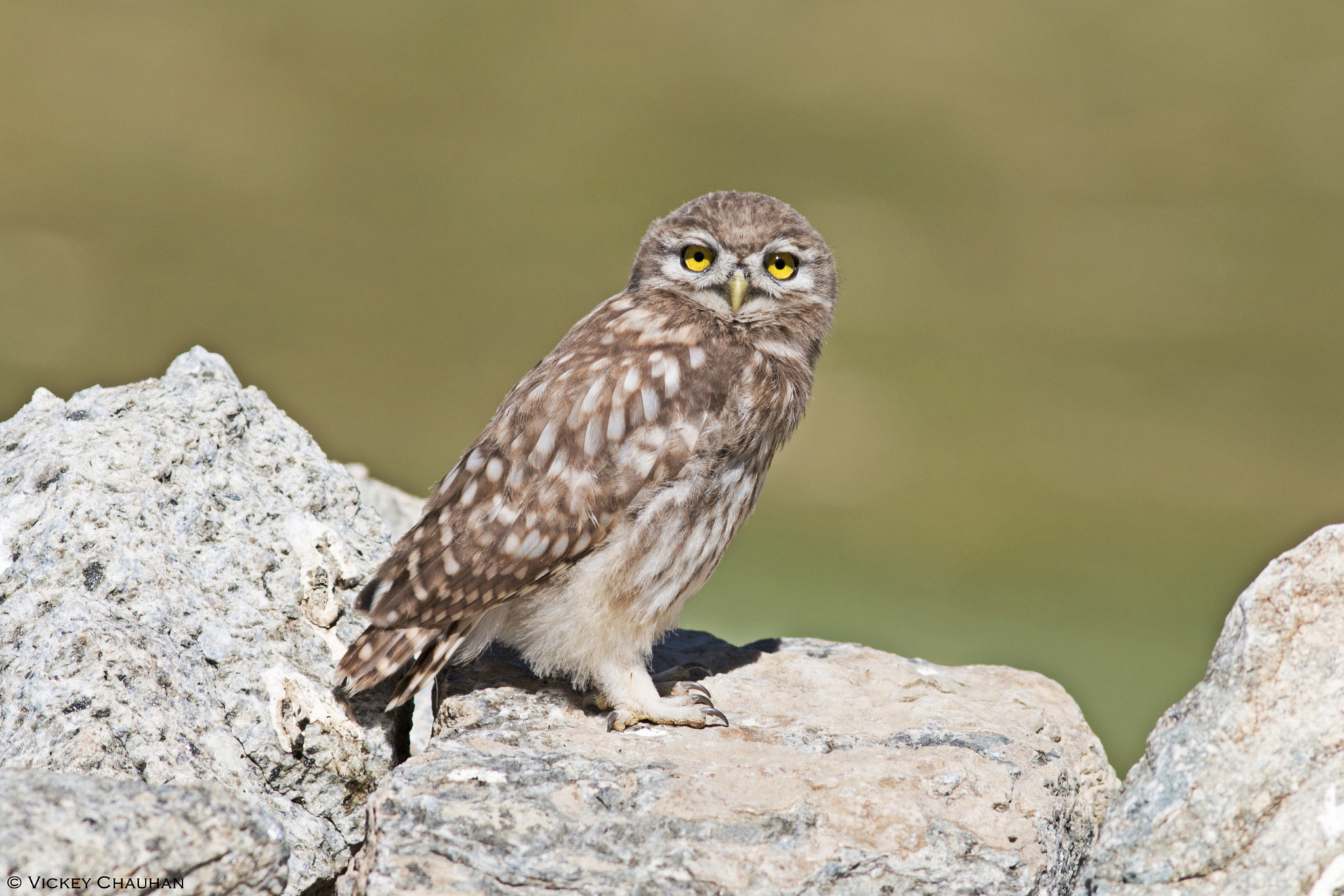 Canon EOS 70D + Canon EF 300mm F4L IS USM sample photo. Little owl | ladakh photography