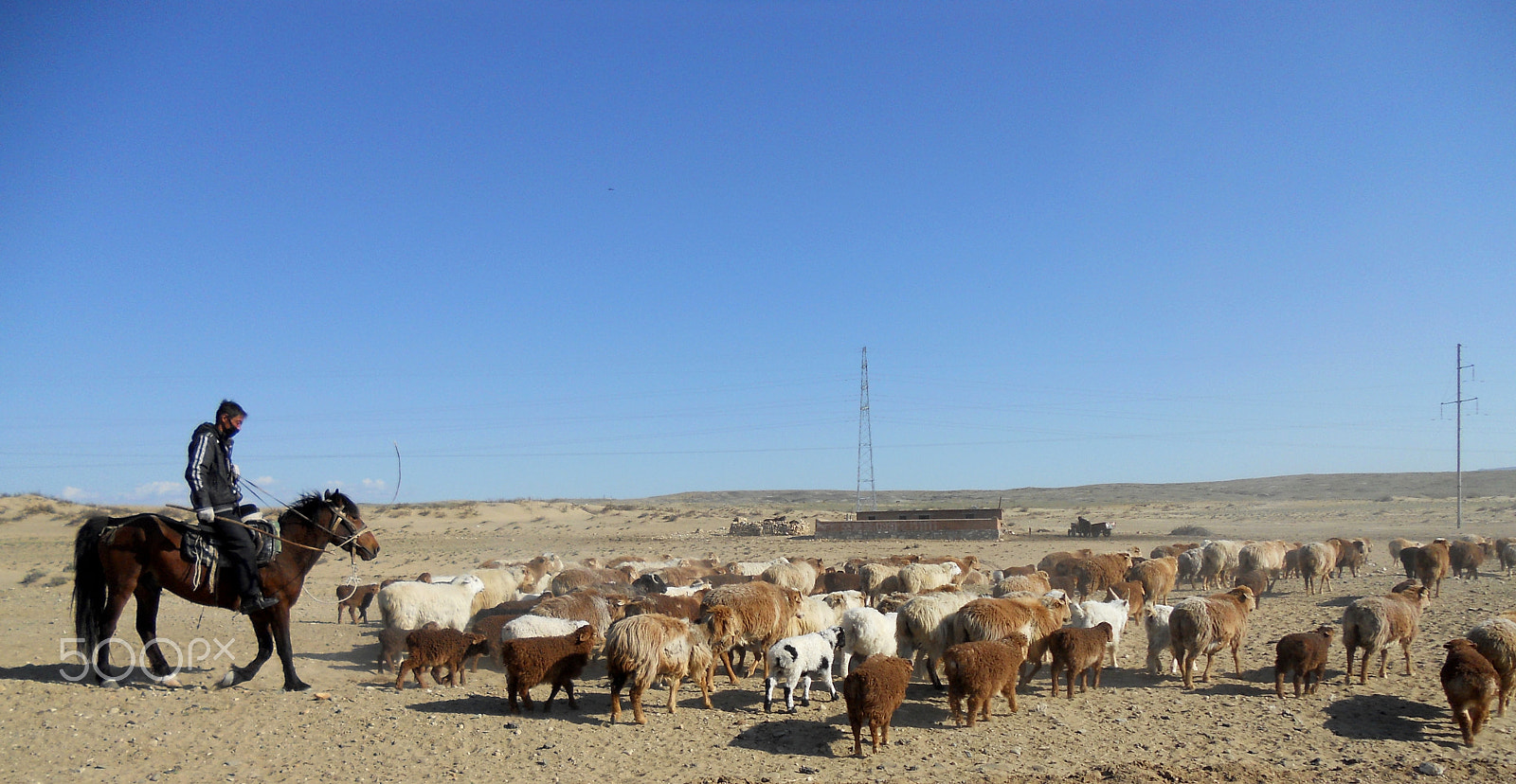 Nikon Coolpix S3000 sample photo. Shepherd, xinjiang china photography