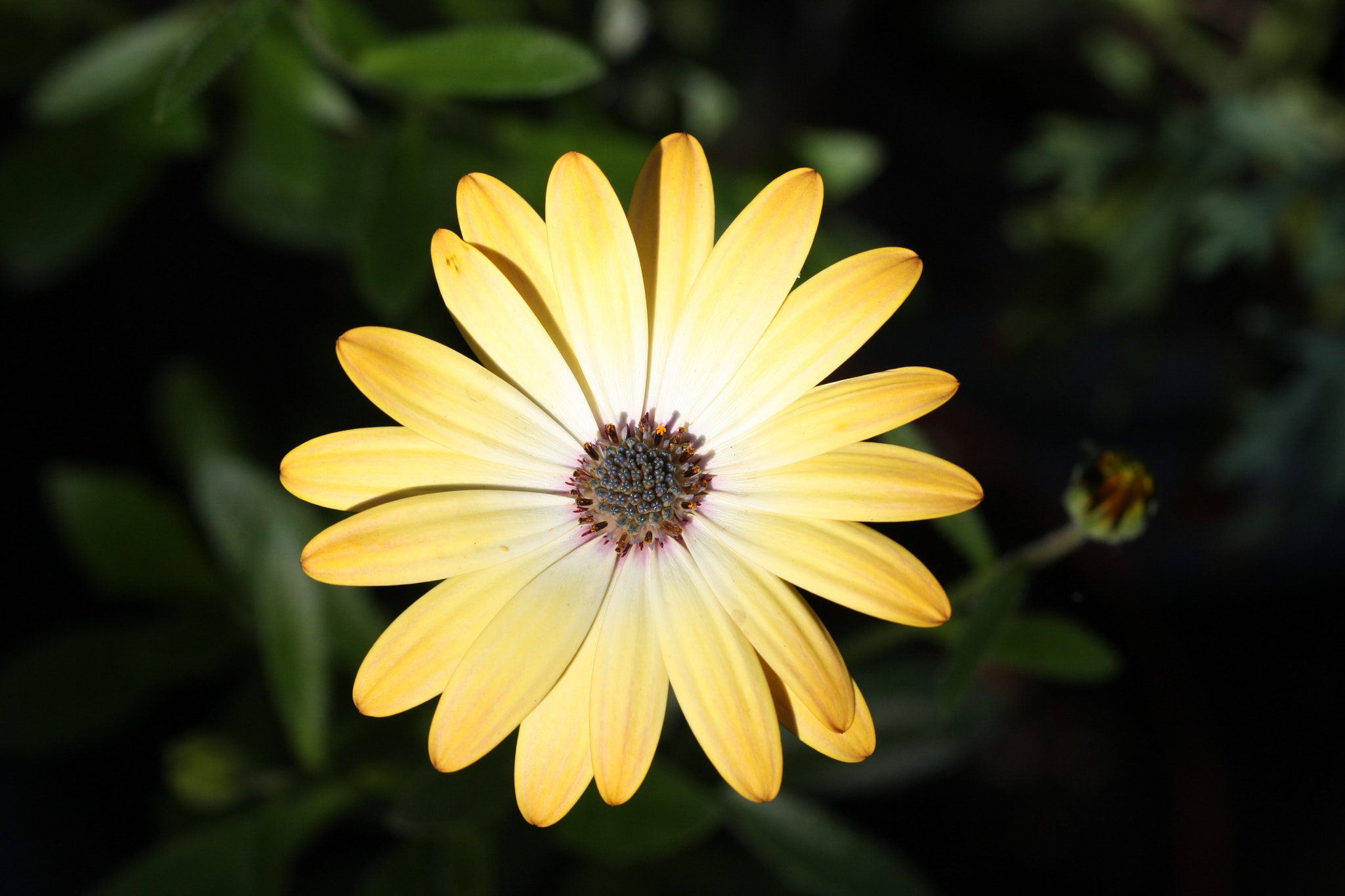 Canon EF 100mm F2.8L Macro IS USM sample photo. Img photography