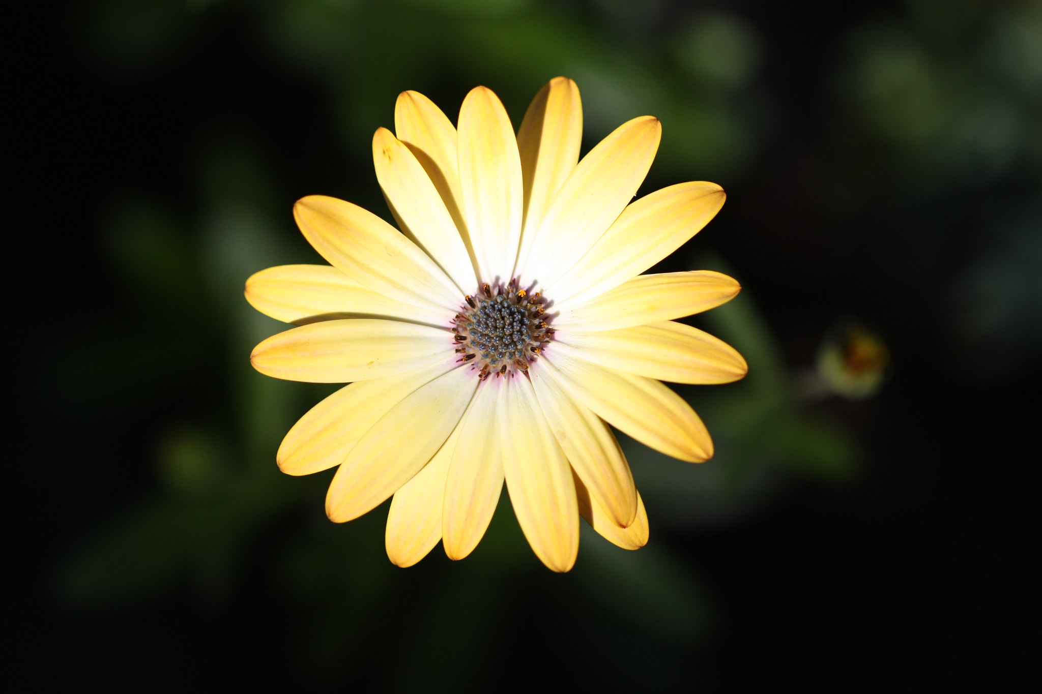 Canon EF 100mm F2.8L Macro IS USM sample photo. Img photography