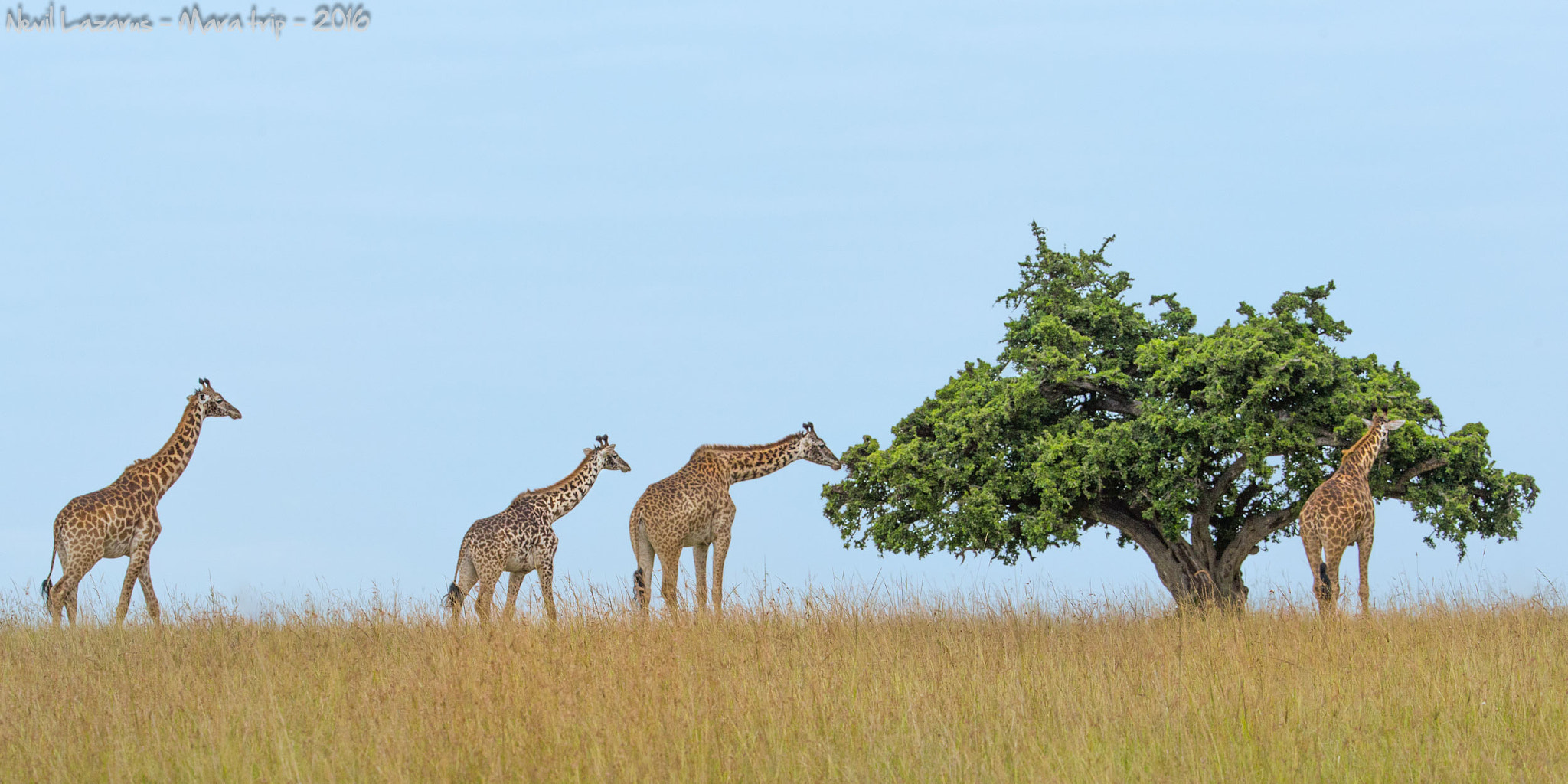 Canon EF 200-400mm F4L IS USM Extender 1.4x sample photo. Giraffe mara june nev photography