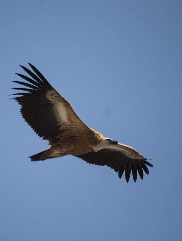Nikon D40X sample photo. Flying photography