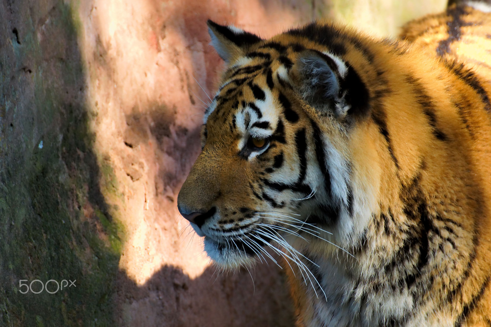 Sony SLT-A77 sample photo. Sibirischer tiger photography