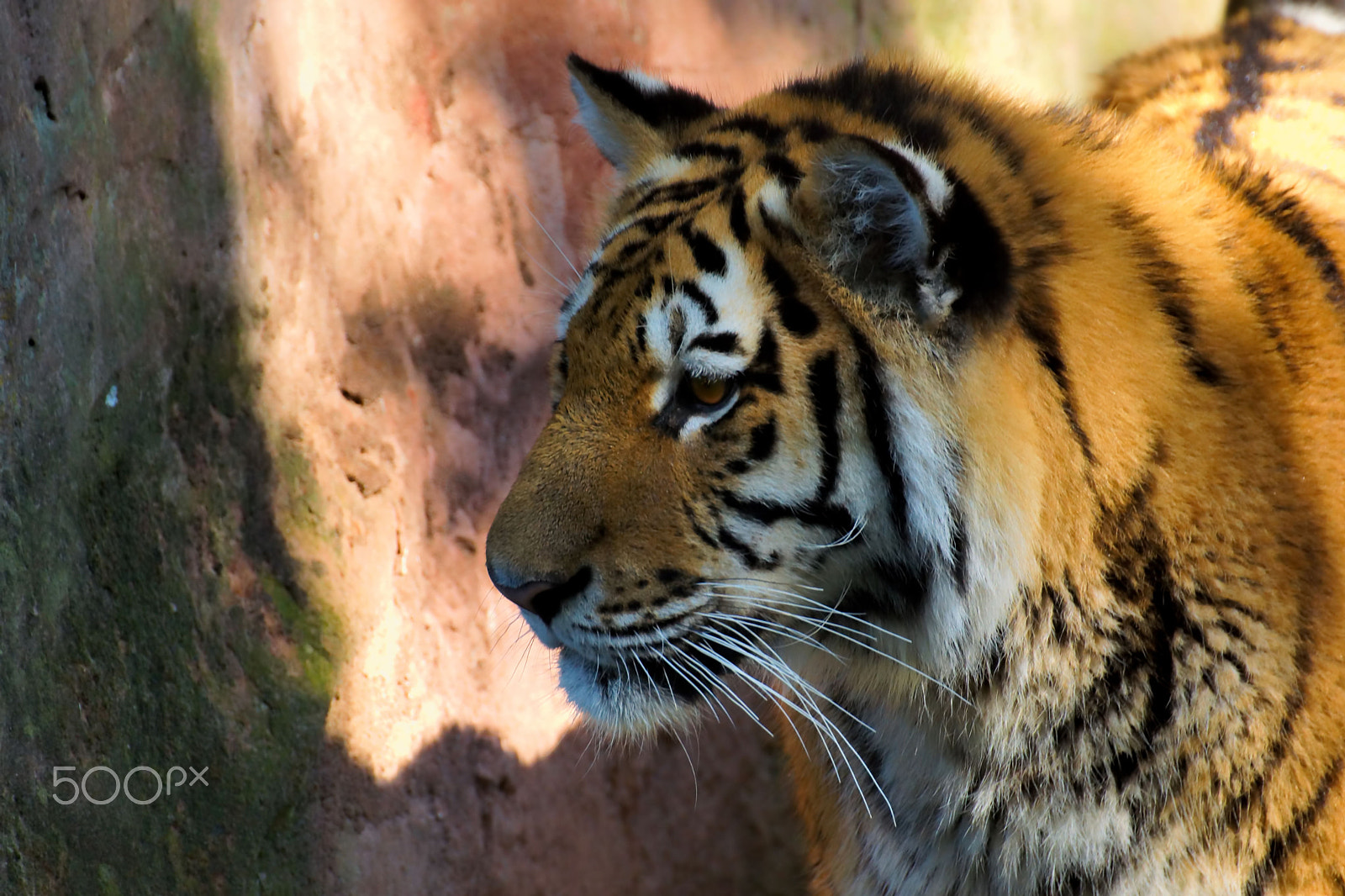 Tamron SP 70-300mm F4-5.6 Di USD sample photo. Sibirischer tiger photography
