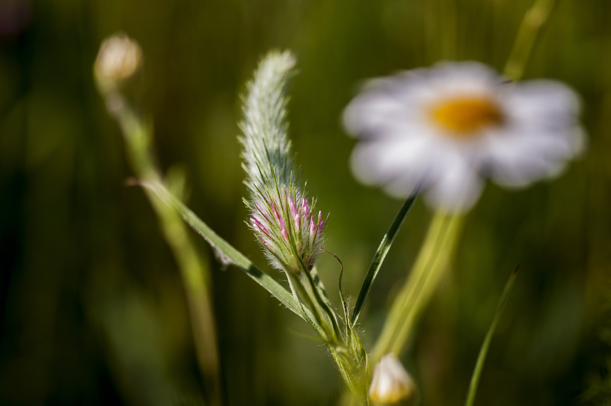 Sigma 105mm F2.8 EX DG OS HSM sample photo. Bl001 photography