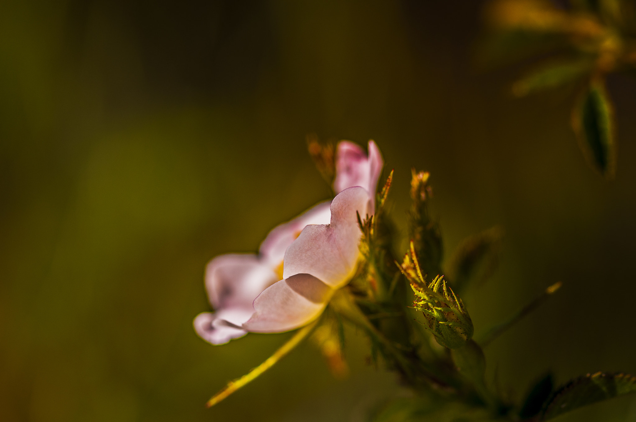 Nikon D300 + Sigma 105mm F2.8 EX DG OS HSM sample photo. Ro008 photography