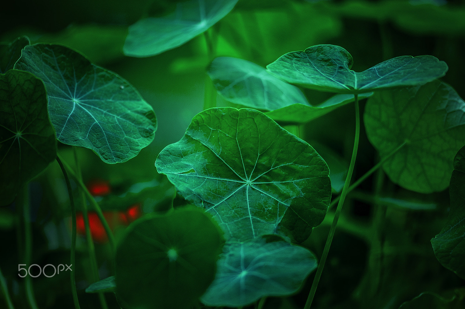 Sigma 105mm F2.8 EX DG OS HSM sample photo. Hiding behind the leaves photography