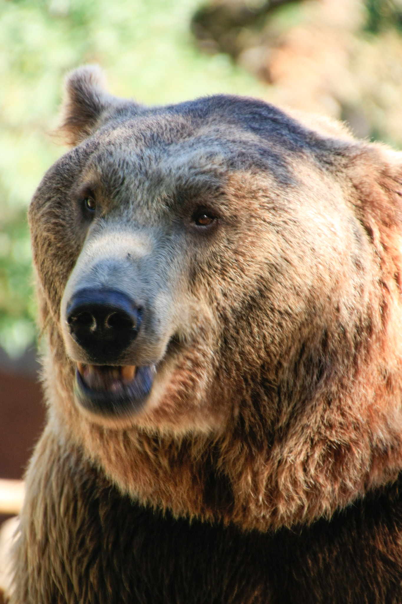 Canon EOS 450D (EOS Rebel XSi / EOS Kiss X2) sample photo. Yo el oso photography