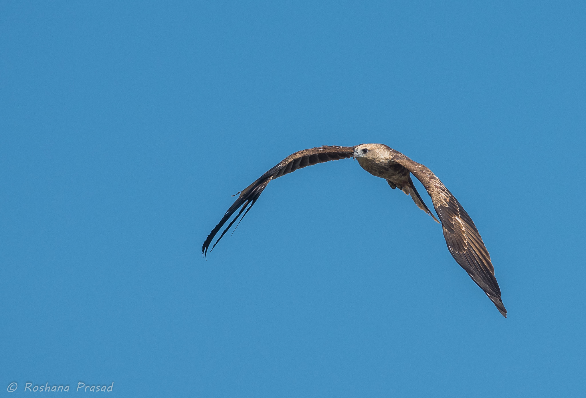AF-S Nikkor 300mm f/2.8D IF-ED II sample photo. Flying photography
