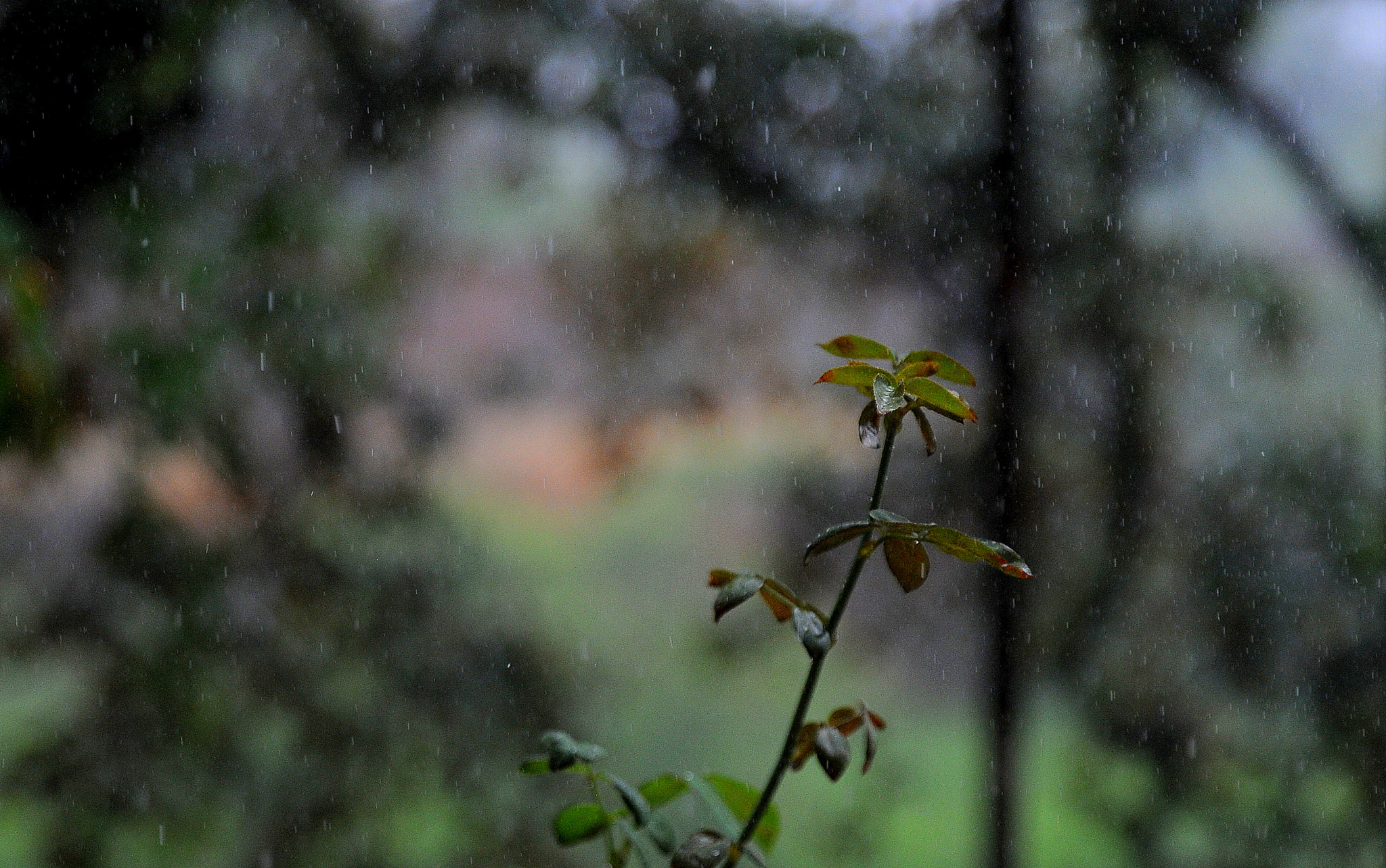 Nikon D3 sample photo. Under the rain photography