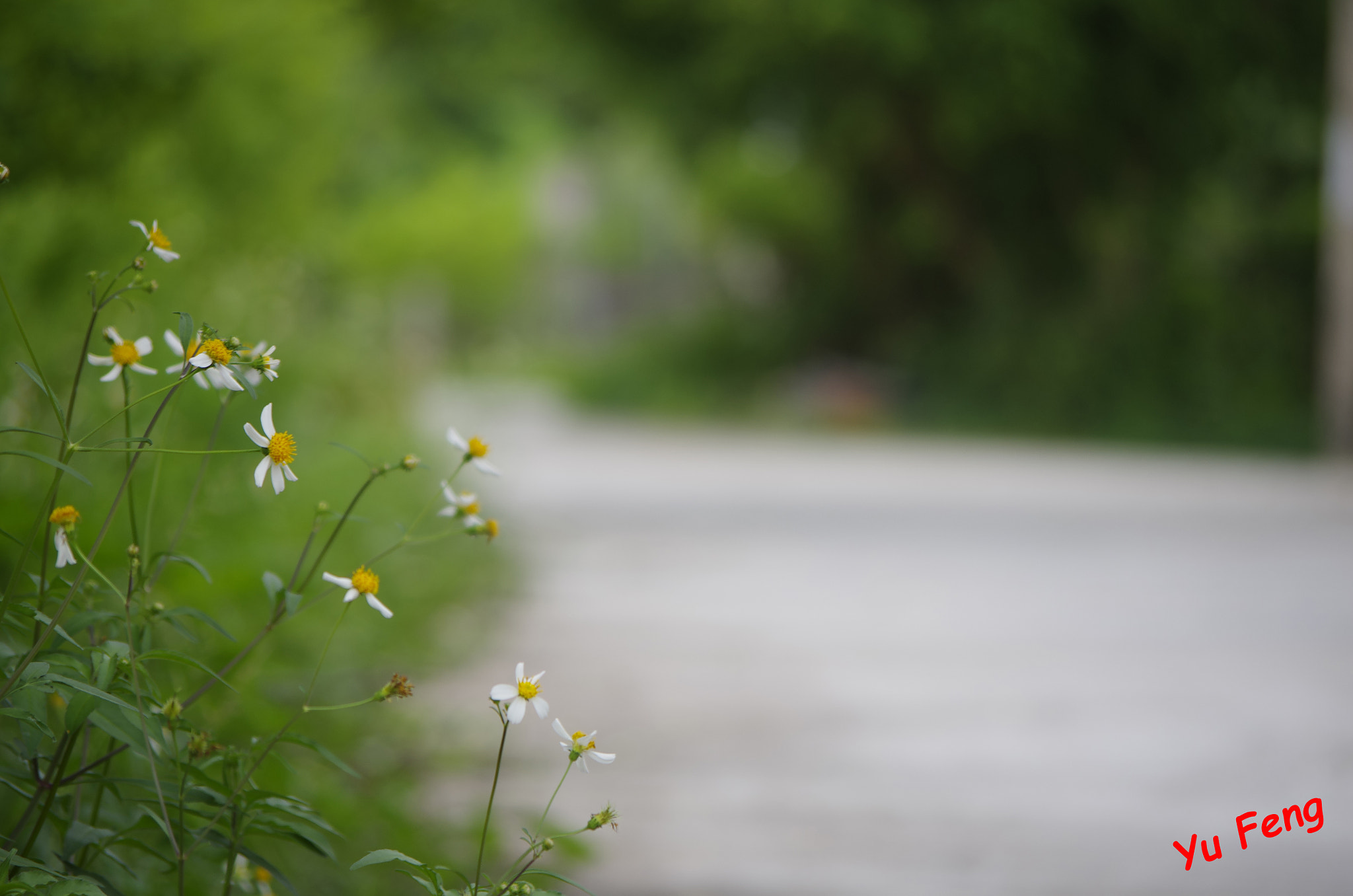 Pentax smc DA 50-200mm F4-5.6 ED sample photo. Wildflowers photography