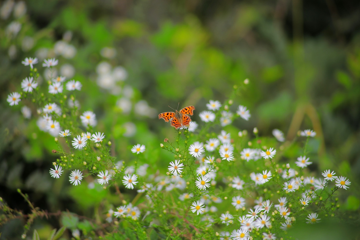 Canon EOS 6D + Canon EF 70-210mm f/3.5-4.5 USM sample photo. Butterfly photography