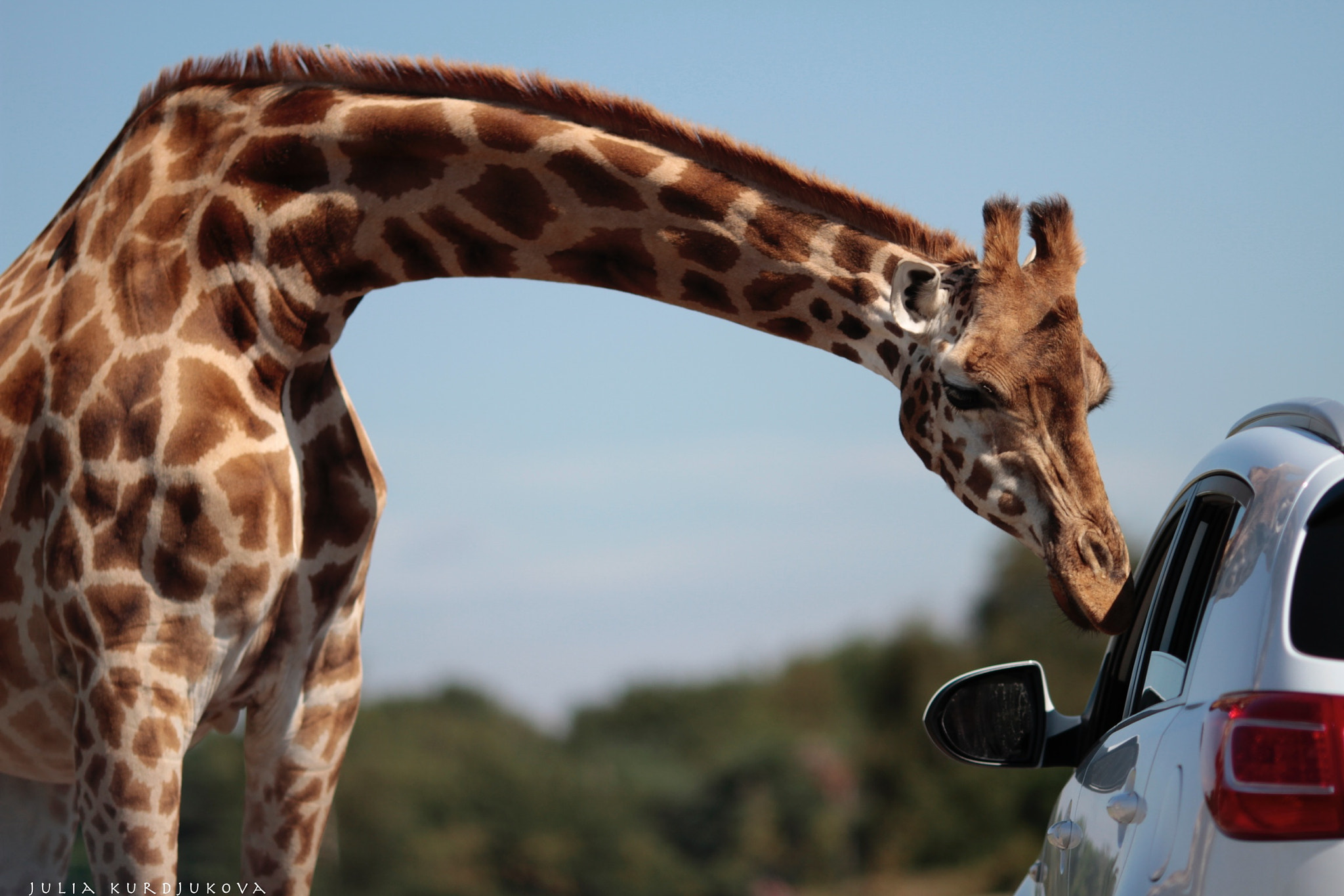 Canon EOS 7D sample photo. Safaripark beekse bergen photography