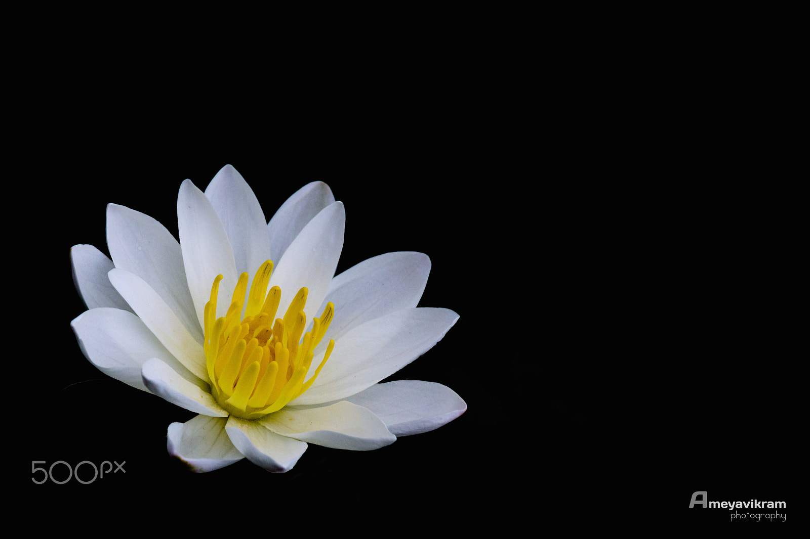 Canon EF 100-400mm F4.5-5.6L IS USM sample photo. Water lily photography