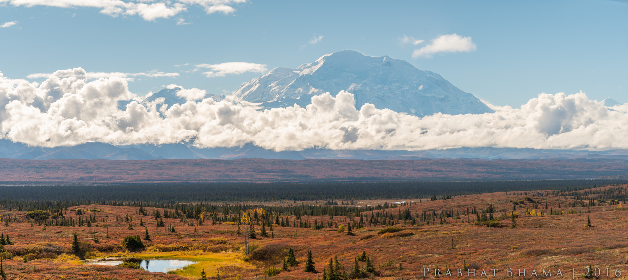 Nikon D500 + Sigma 50mm F1.4 DG HSM Art sample photo. Denali in autumn photography