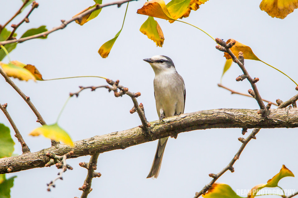 Canon EOS-1D Mark IV sample photo. Minivet photography