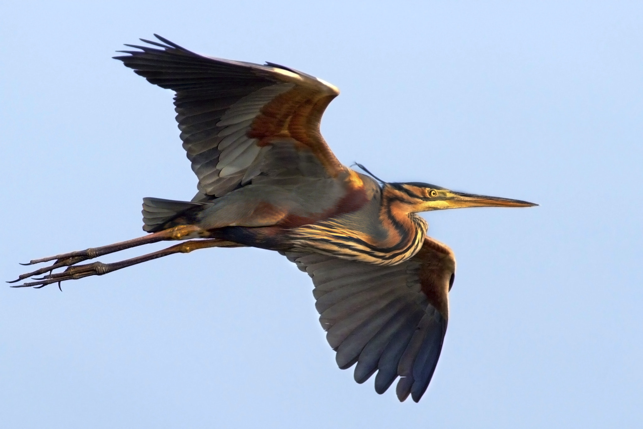 Canon EOS 7D + Canon EF 300mm f/2.8L + 1.4x sample photo. Purple heron photography