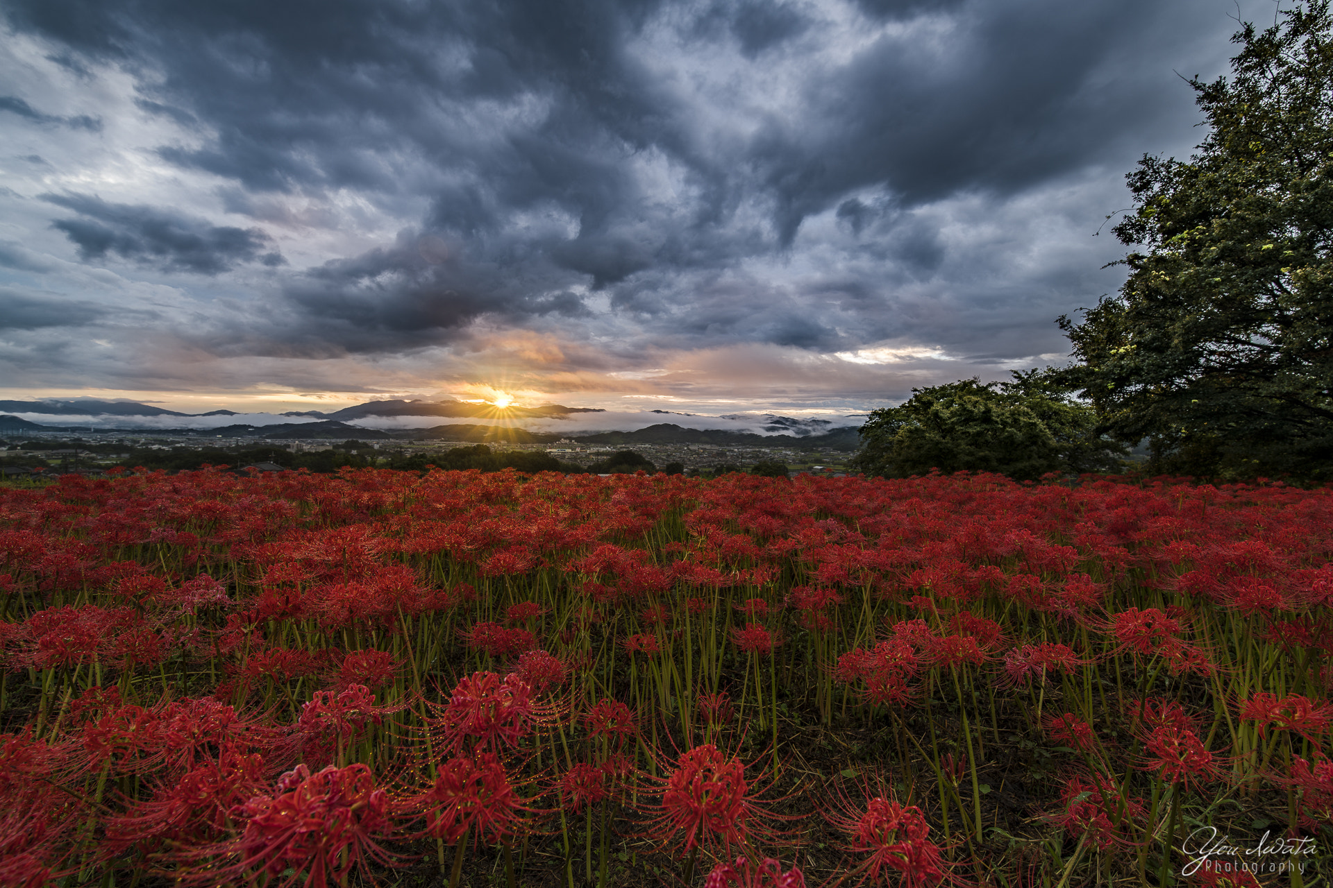 Sony a7R II + Canon EF 300mm f/2.8L sample photo. Hurricane lily photography