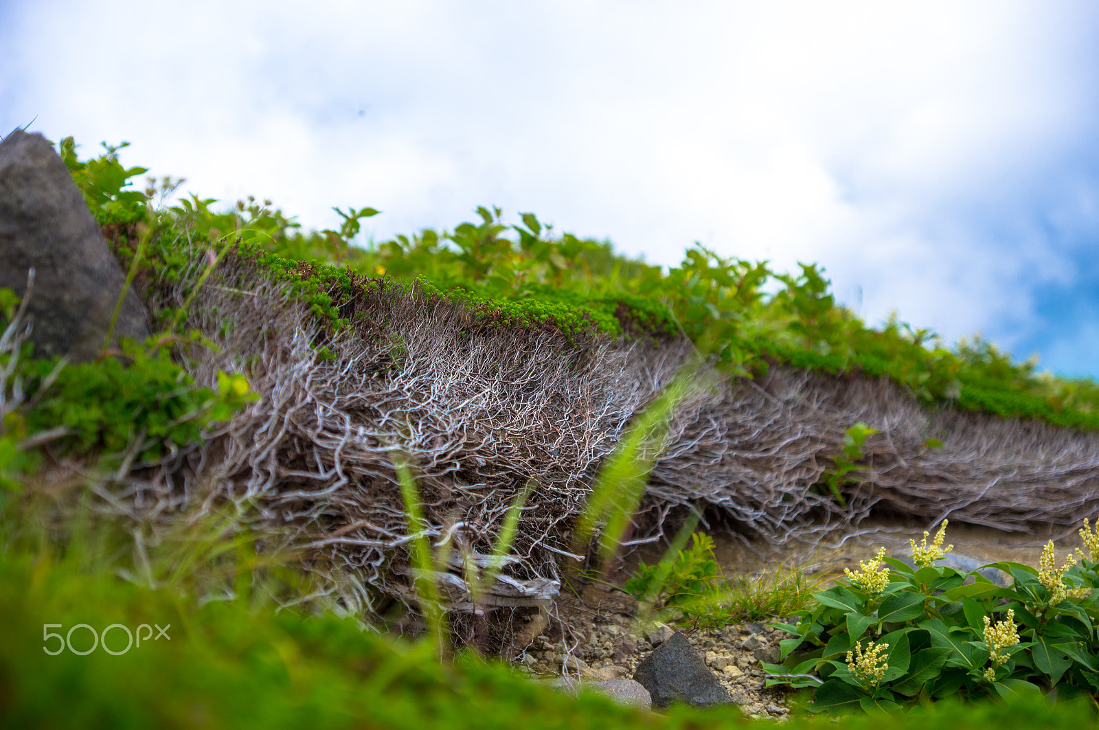 Sony SLT-A55 (SLT-A55V) sample photo. Ground plant photography