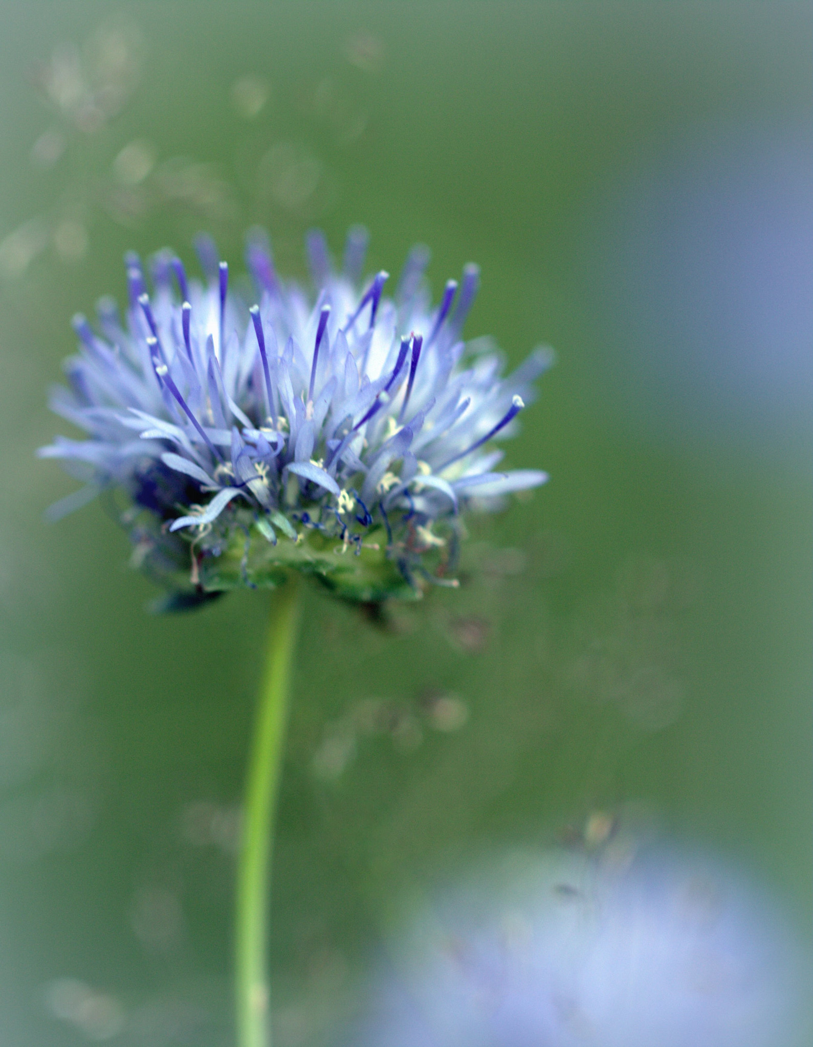 Canon EOS 600D (Rebel EOS T3i / EOS Kiss X5) + Canon EF 100mm F2.8L Macro IS USM sample photo. Blue forest flower photography