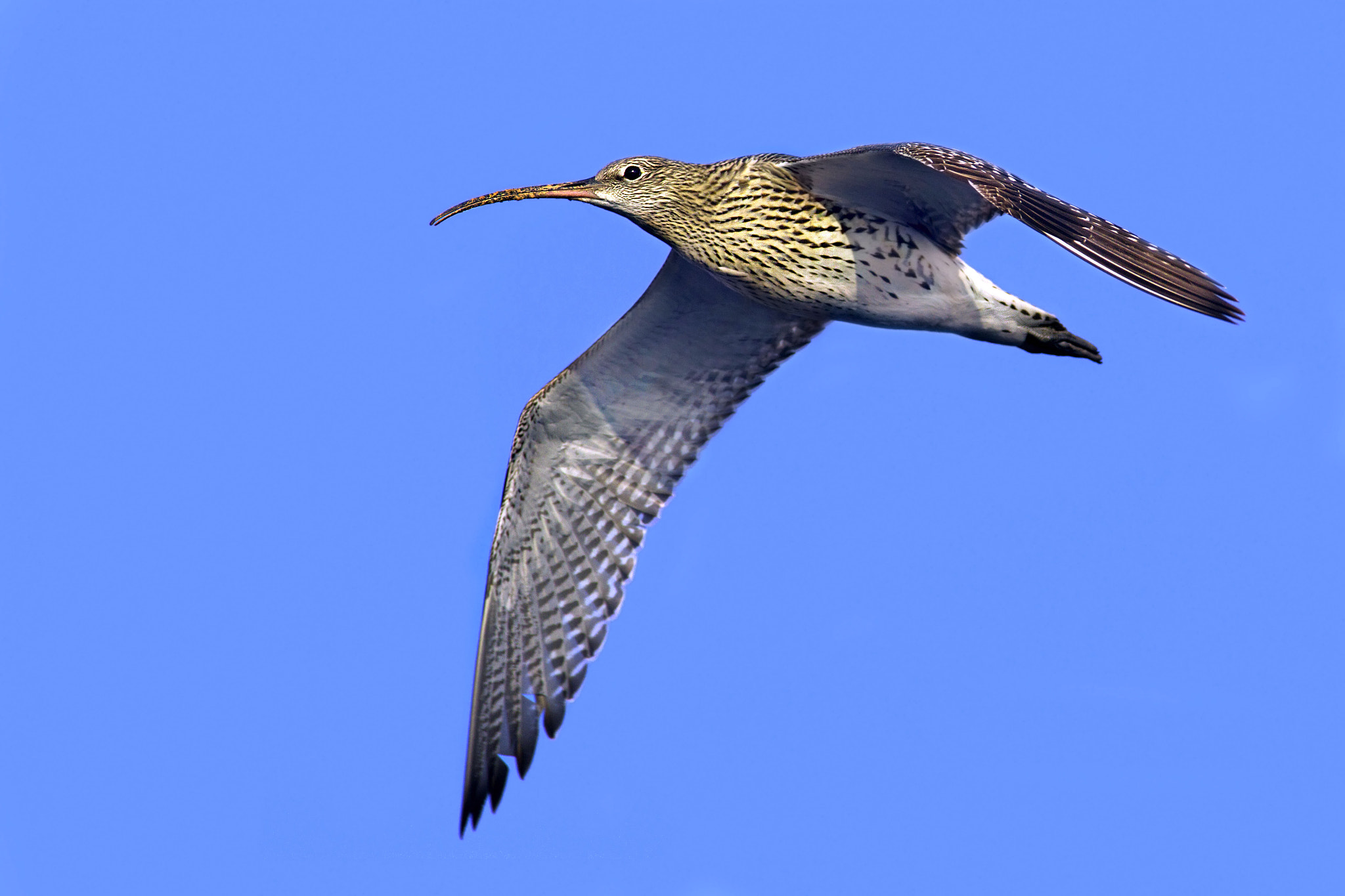 Canon EF 300mm f/2.8L + 1.4x sample photo. Eurasian curlew photography