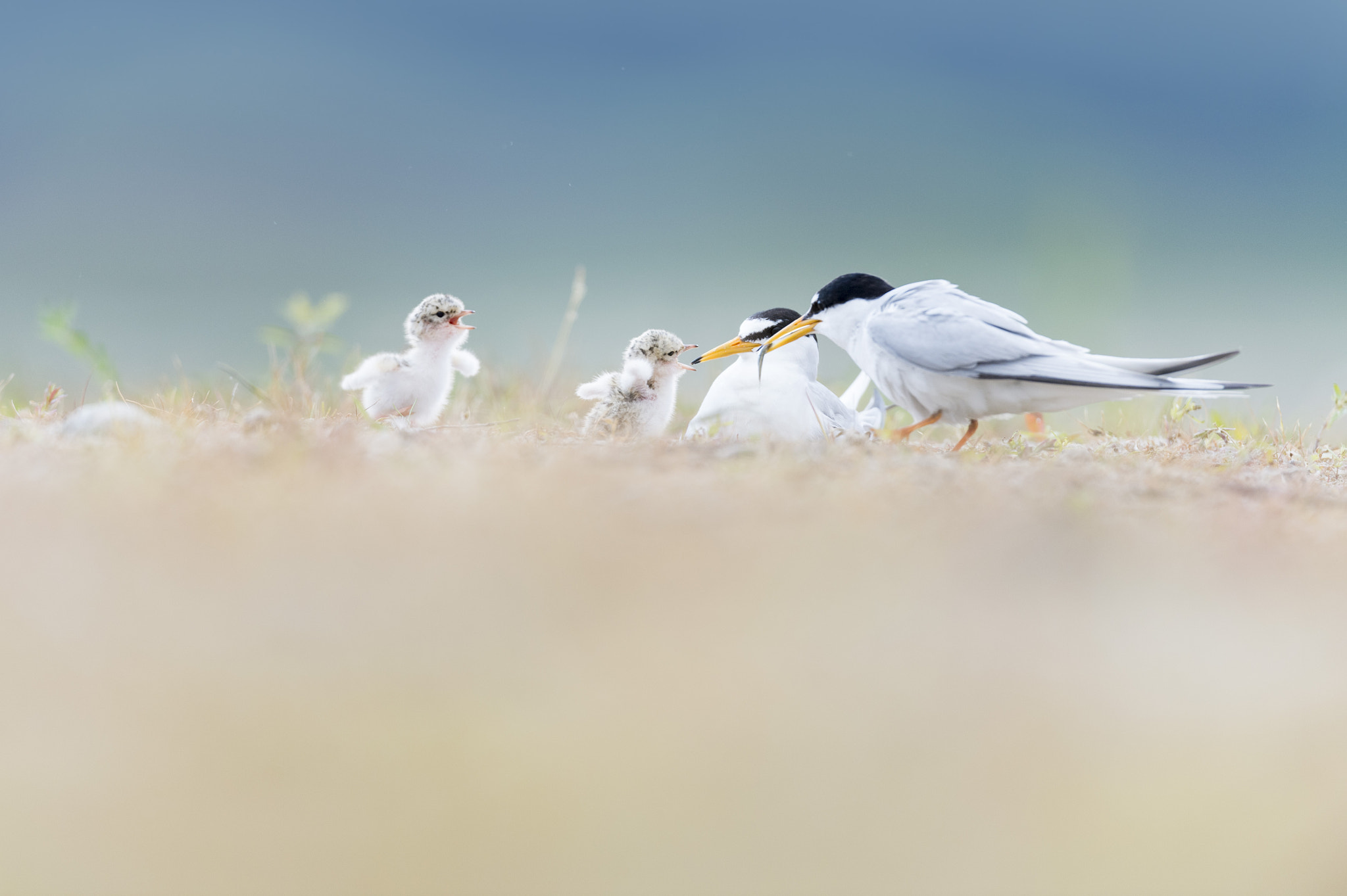 Nikon D4S + Nikon AF-S Nikkor 600mm F4G ED VR sample photo. White-fronted tern feeding photography