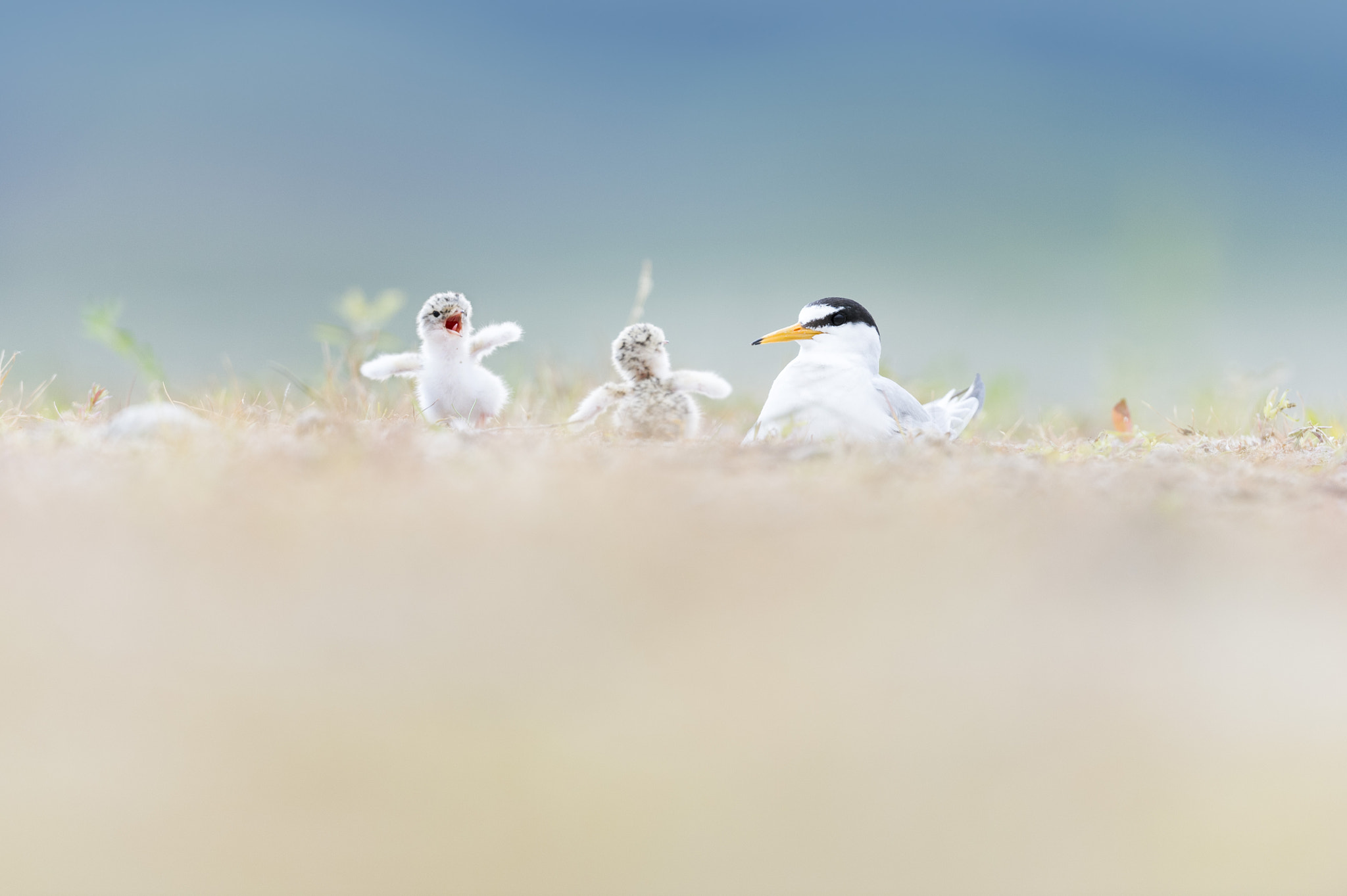 Nikon D4S + Nikon AF-S Nikkor 600mm F4G ED VR sample photo. White-fronted tern feeding photography