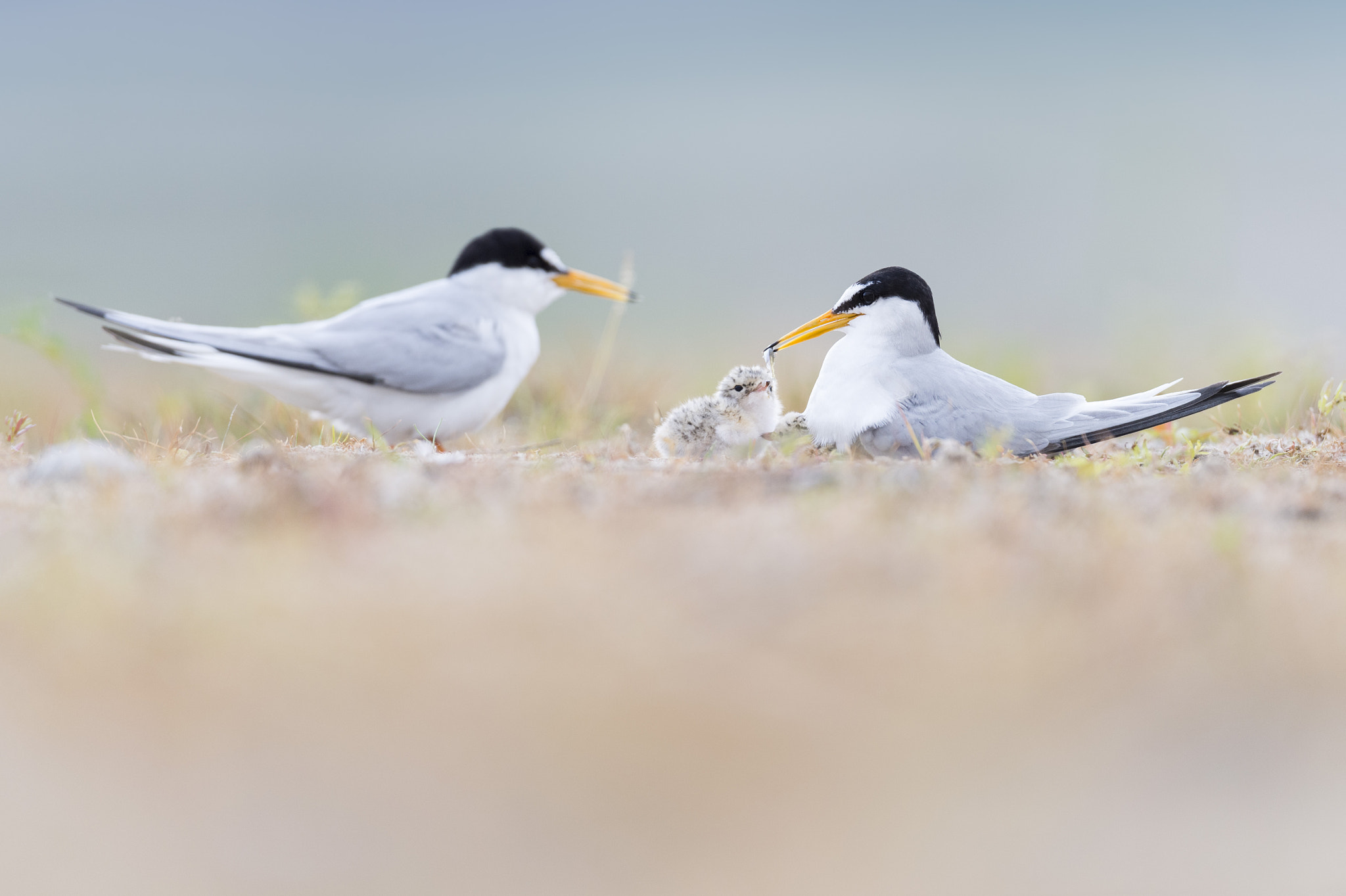 Nikon D4S + Nikon AF-S Nikkor 600mm F4G ED VR sample photo. White-fronted tern feeding photography