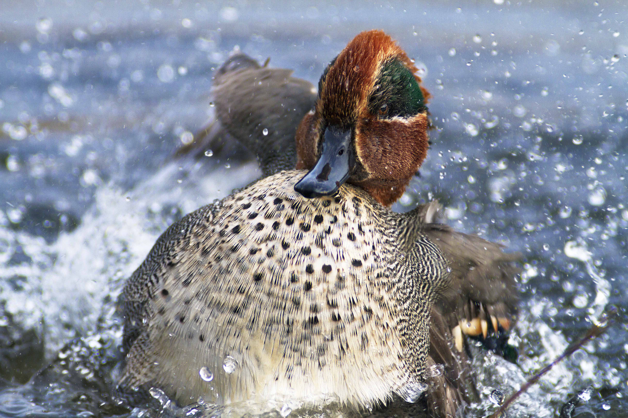 Canon EOS 7D + Canon EF 300mm f/2.8L + 2x sample photo. Tail photography