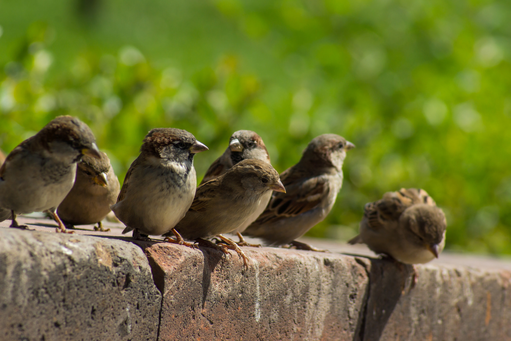 Sony SLT-A77 + Sony 75-300mm F4.5-5.6 sample photo. Gang photography