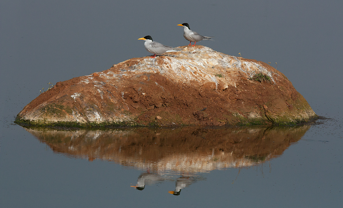 Sigma 150-500mm F5-6.3 DG OS HSM sample photo. River terns photography