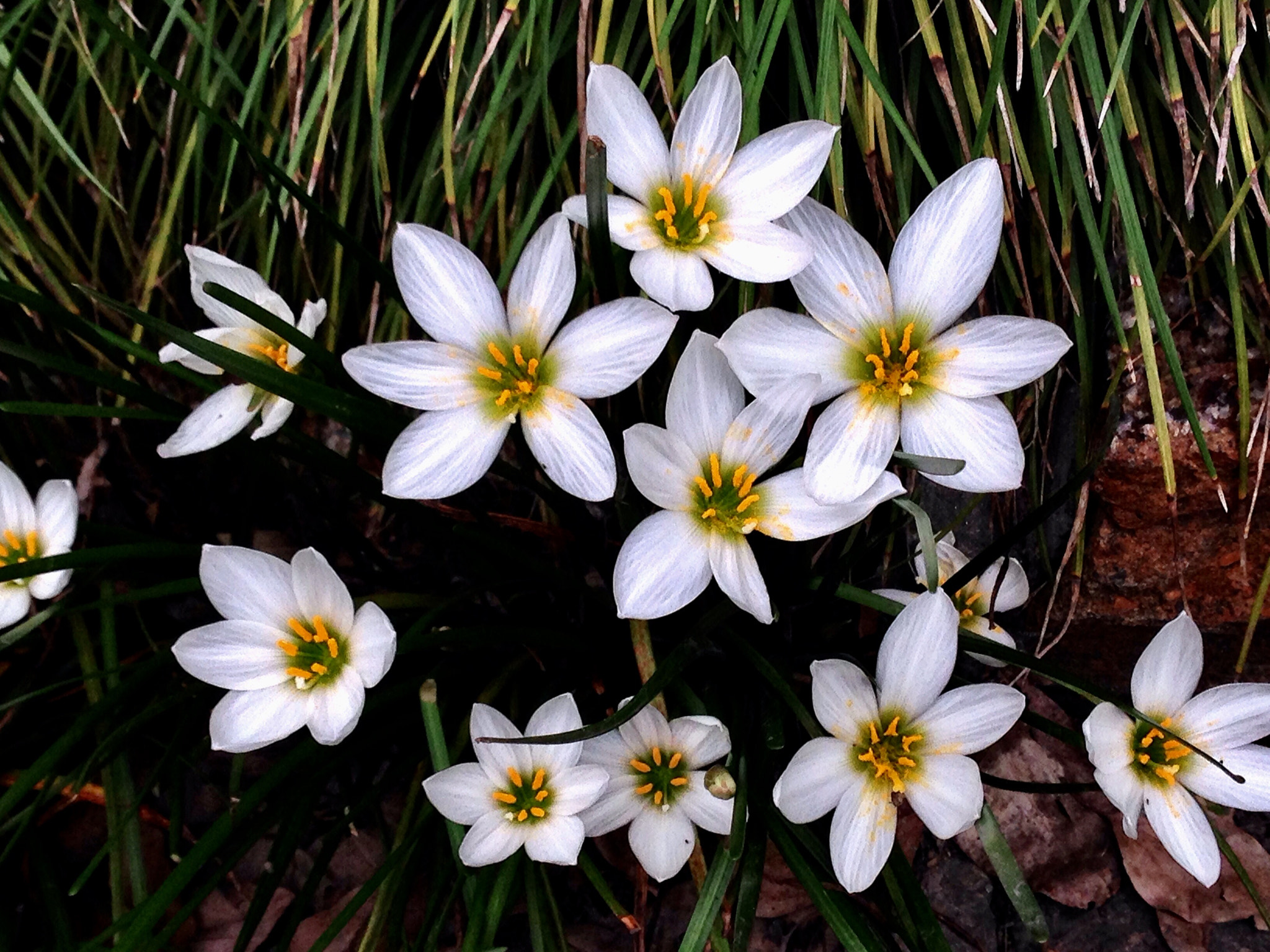 Apple iPhone5,2 sample photo. The zephyr lily 葱兰 photography