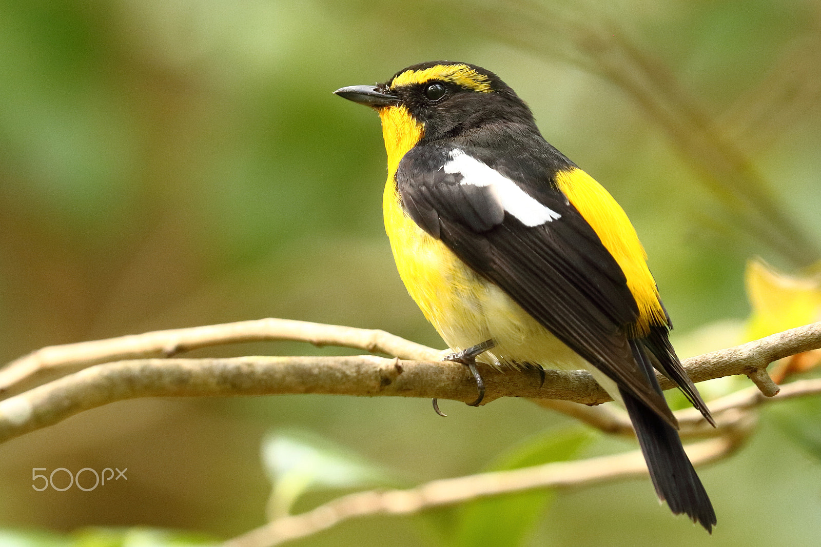 Canon EOS 750D (EOS Rebel T6i / EOS Kiss X8i) sample photo. Narcissus flycatcher photography