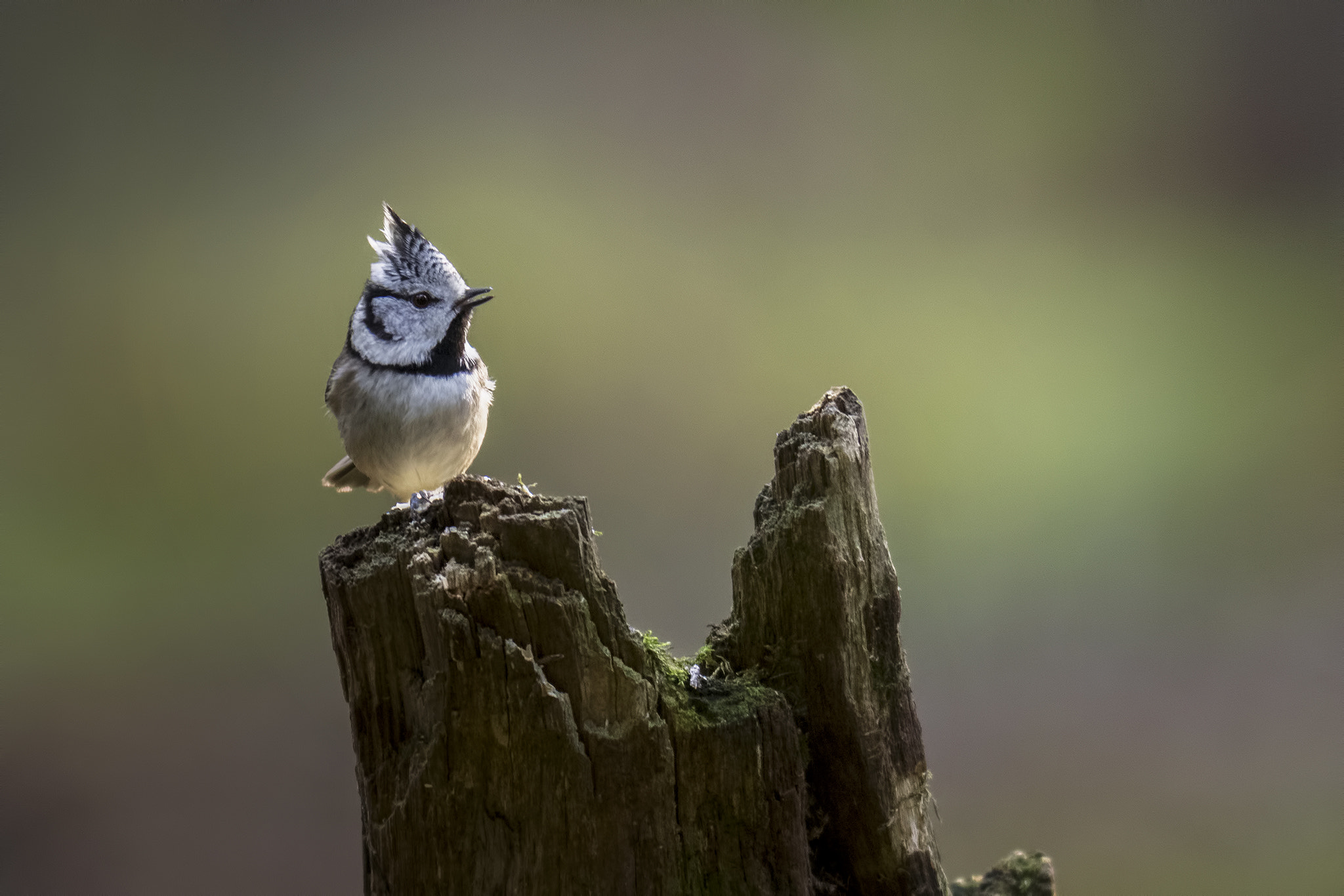 Olympus OM-D E-M1 + Olympus Zuiko Digital ED 150mm F2.0 sample photo. Crested tit photography