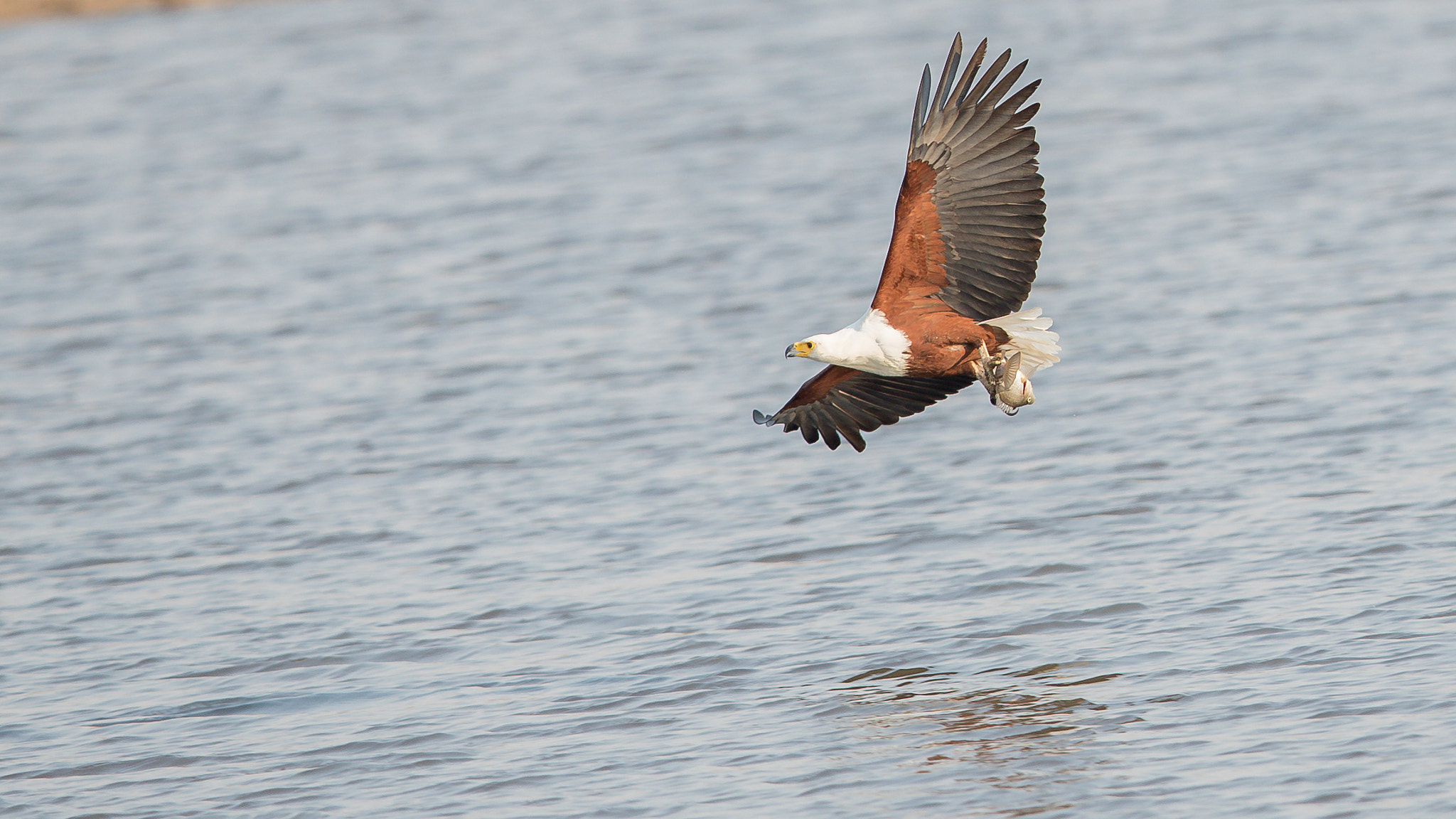 Canon EF 400mm F2.8L IS II USM sample photo. Caught catching photography