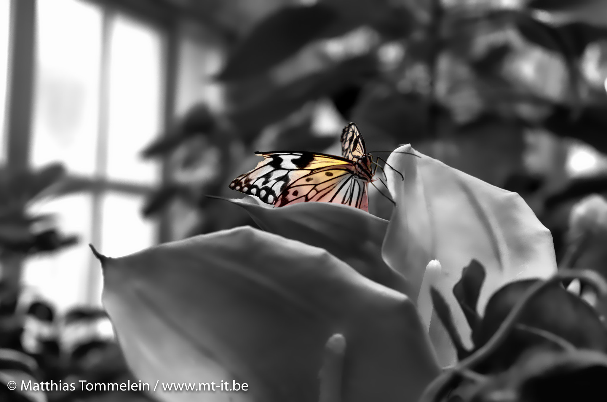 Vario-Elmar T 1:3.5-5.6 / 18-56 ASPH. sample photo. Butterfly in the butterfly garden photography