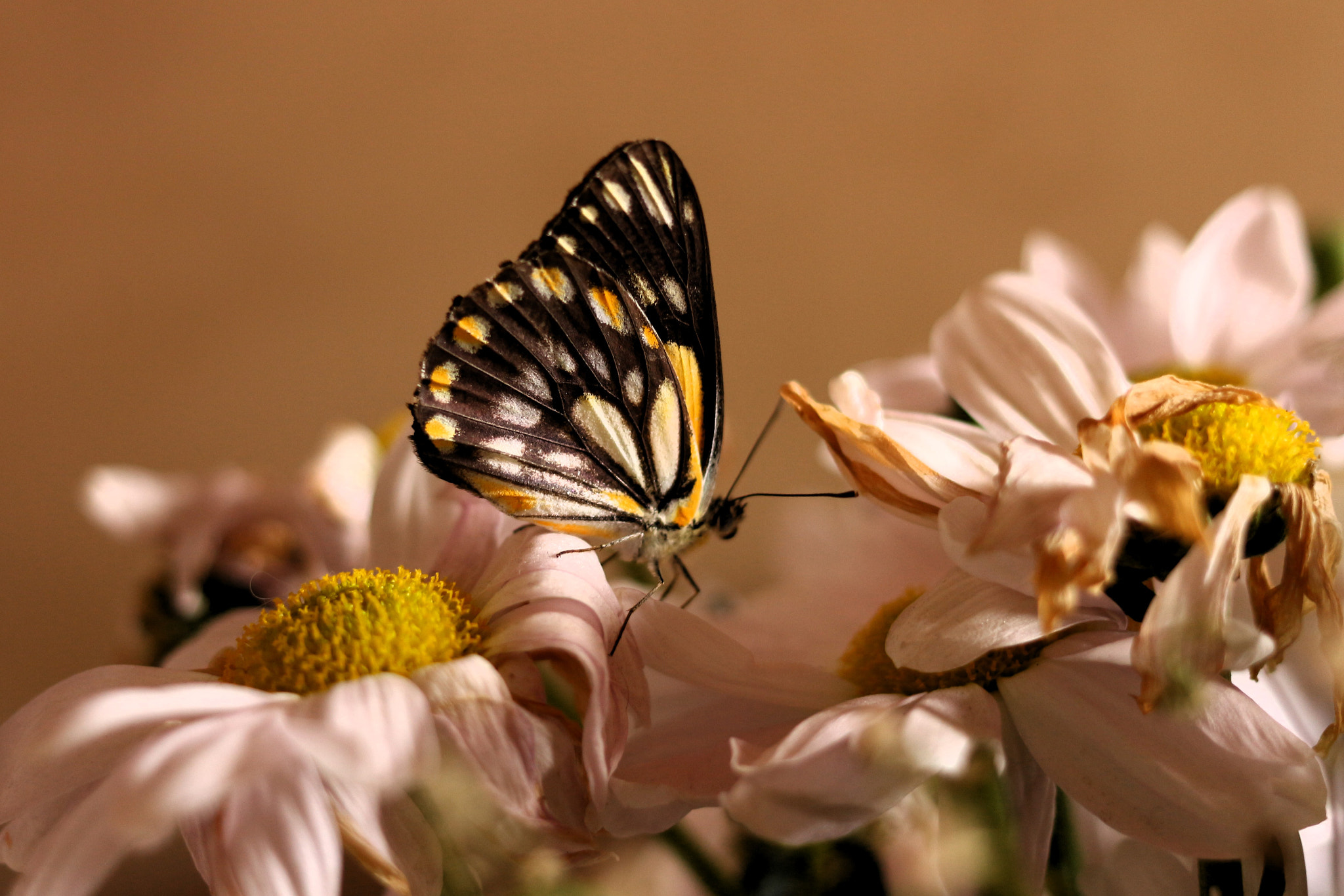 Canon EOS 700D (EOS Rebel T5i / EOS Kiss X7i) + Canon EF 40mm F2.8 STM sample photo. Flower hopping photography