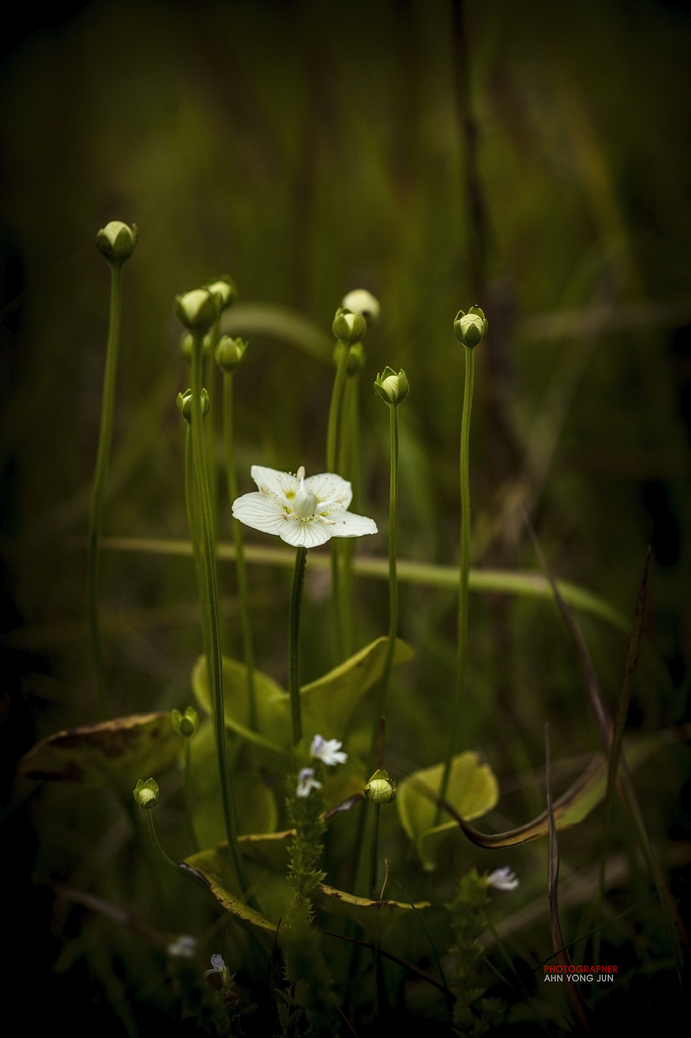 Nikon D3 sample photo. First parnassus in this autumn photography