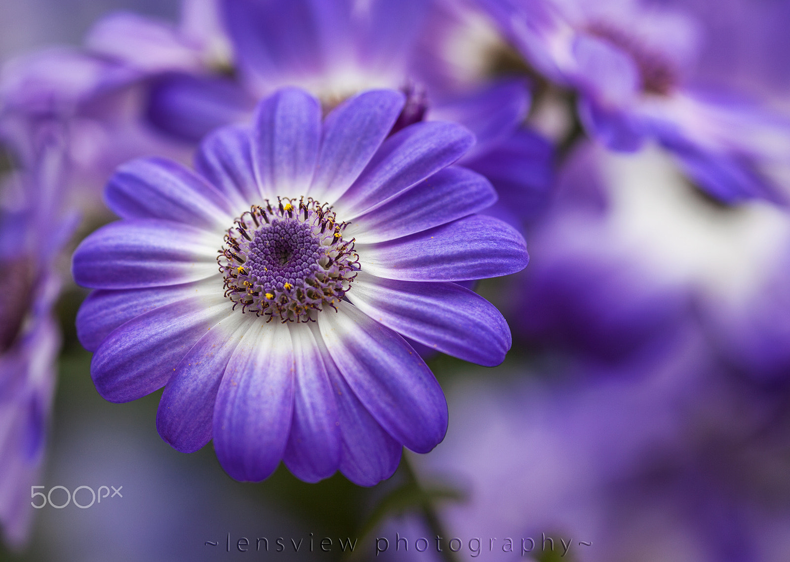Sigma 105mm F2.8 EX DG Macro sample photo. :: photography