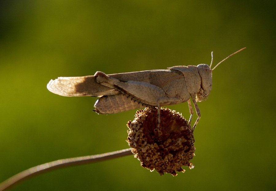 Pentax K20D + smc PENTAX-FA Macro 100mm F2.8 sample photo. Grasshopper photography