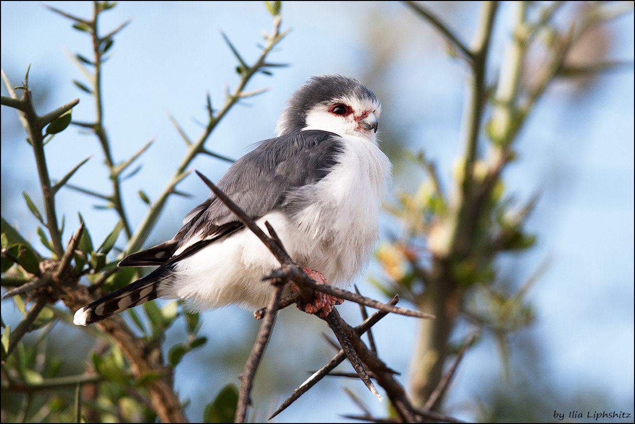 Canon EOS-1D Mark III sample photo. Pygmy falcon №1 photography