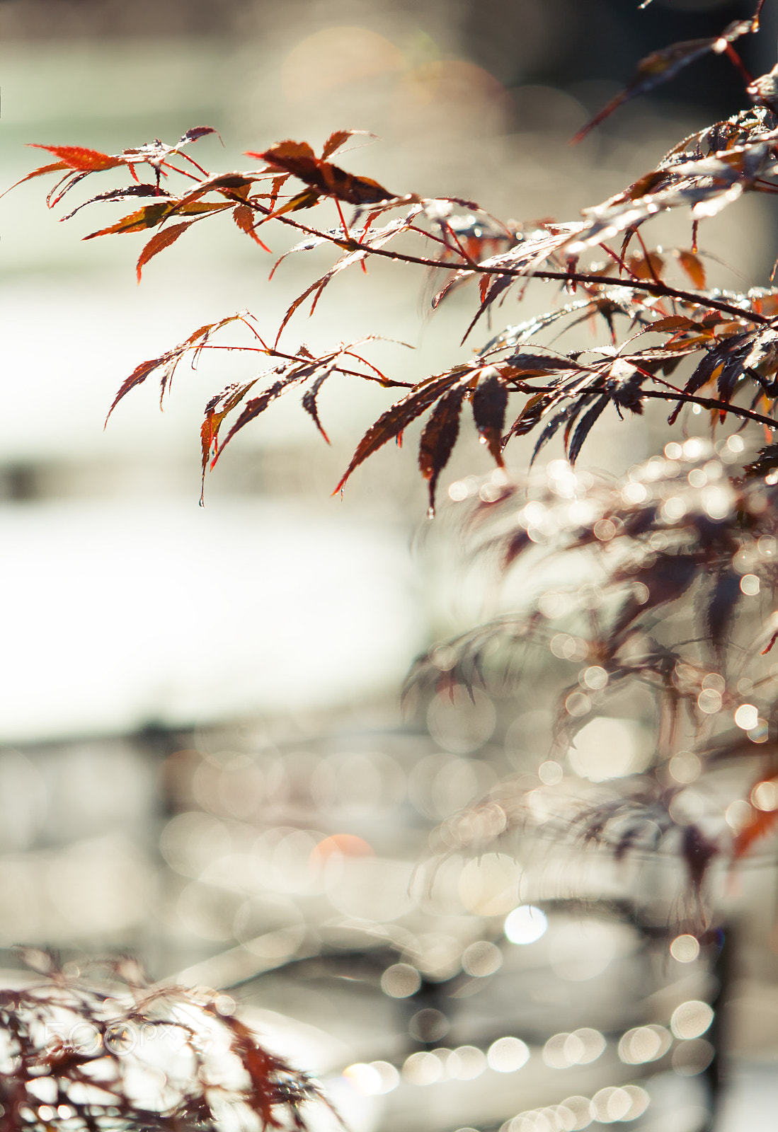 Canon EOS 400D (EOS Digital Rebel XTi / EOS Kiss Digital X) sample photo. Autumn leaves blurred background, bokeh effect photography