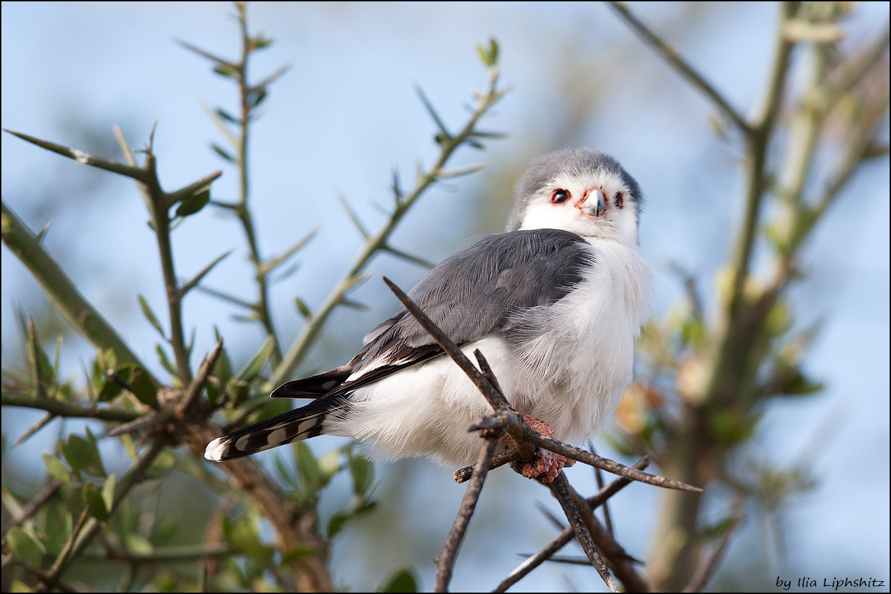 Canon EOS-1D Mark III + Canon EF 300mm F2.8L IS USM sample photo. Pygmy falcon №2 photography