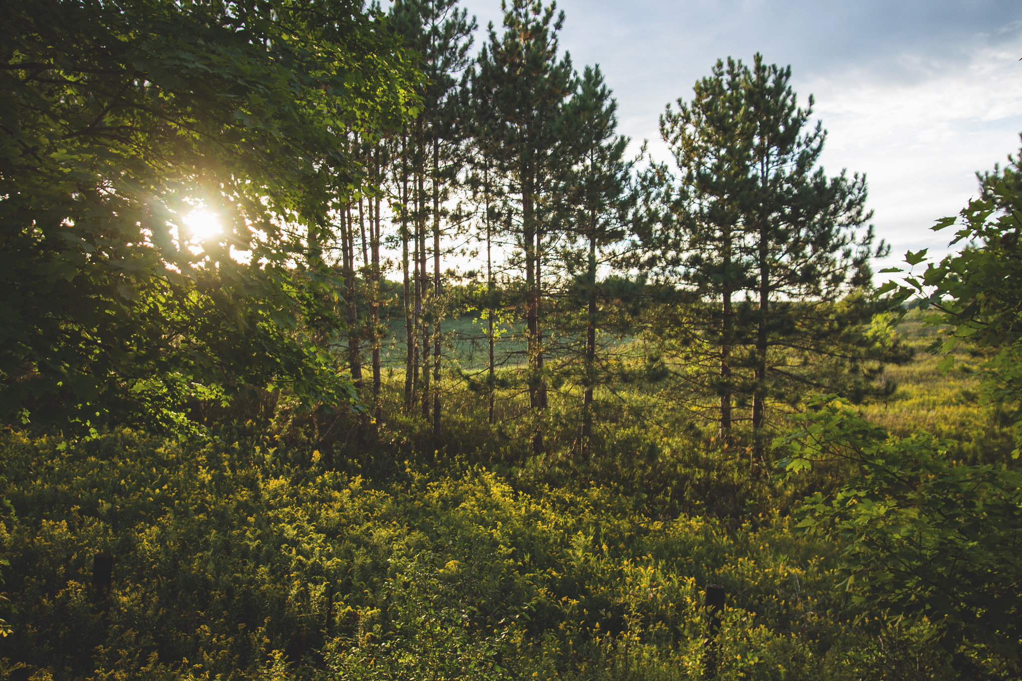 Sigma 17-35mm f/2.8-4 EX DG Aspherical HSM sample photo. Last day of summer photography