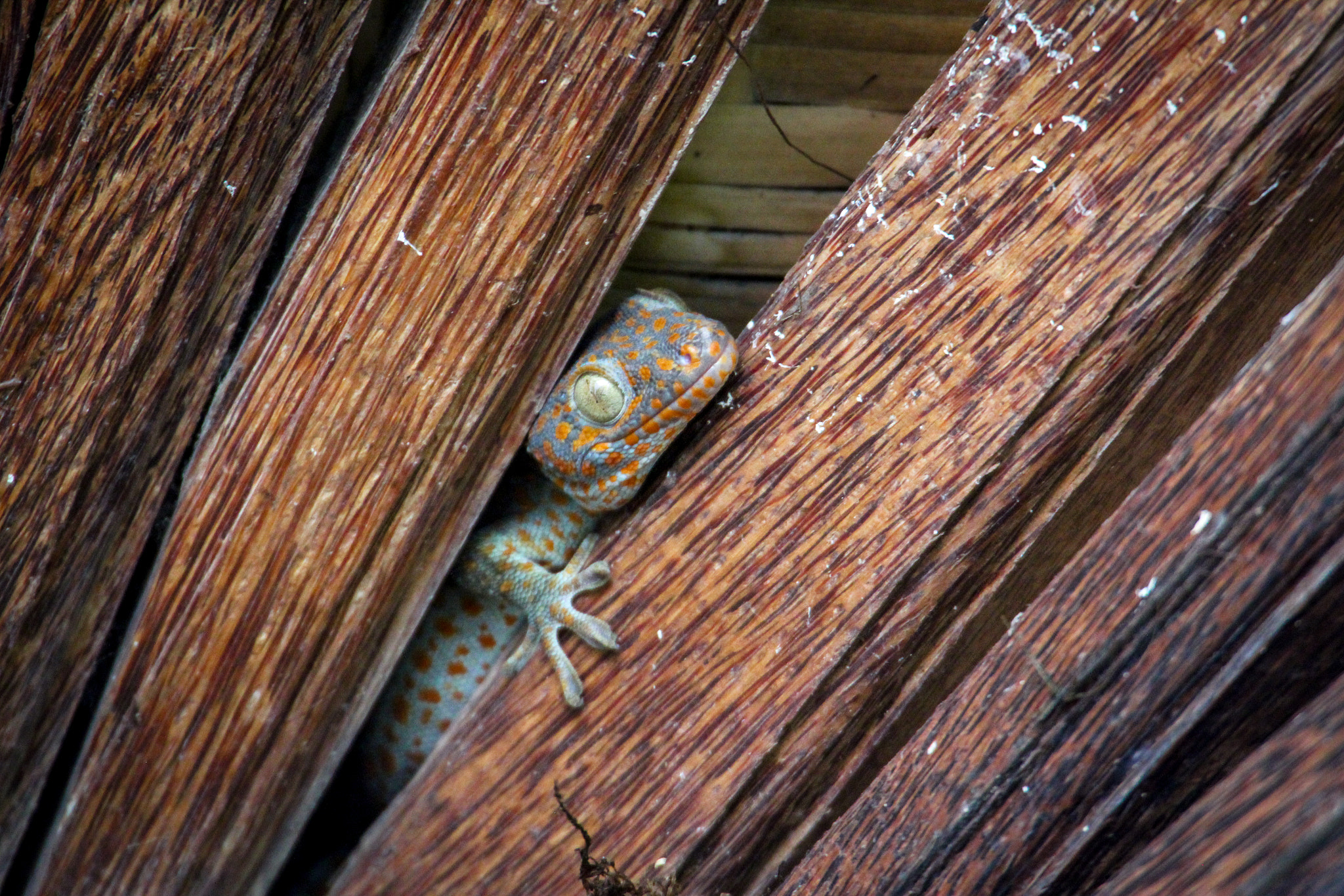 Canon EOS 550D (EOS Rebel T2i / EOS Kiss X4) sample photo. Bali gecko photography
