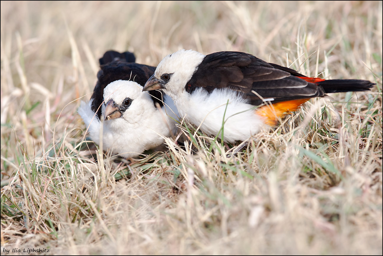 Canon EF 300mm F2.8L IS USM sample photo. White-headed buffalo weaver №1 photography