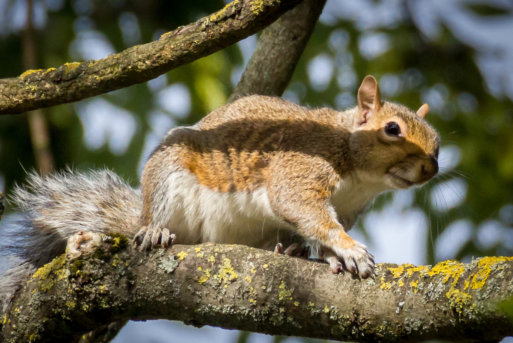 Canon EOS 550D (EOS Rebel T2i / EOS Kiss X4) sample photo. Grey squirrel photography